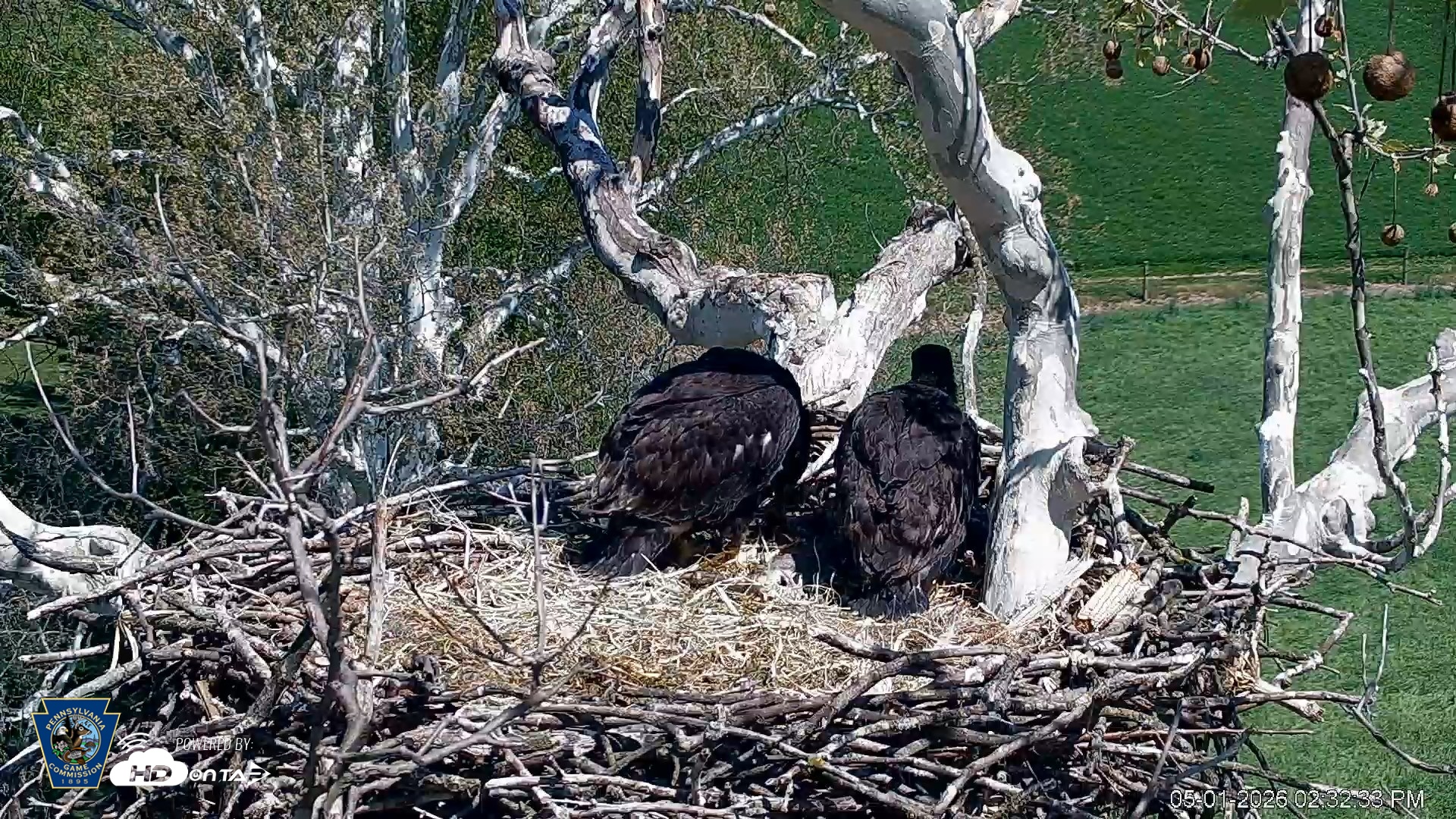 Snapshot of PA Farm Country Eagles Live Cams taken May 1, 2026, 2:33pm EDT