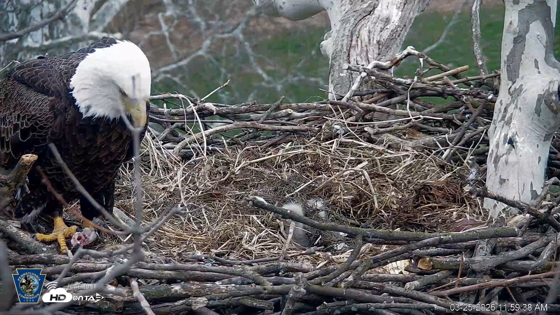 Snapshot of PA Farm Country Eagles Live Cams taken Mar 25, 2026, 12:00pm EDT