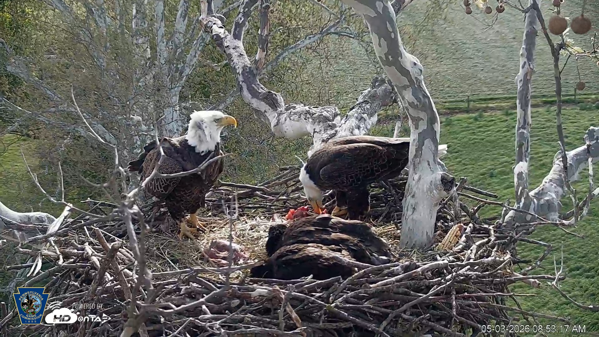 Snapshot of PA Farm Country Eagles Live Cams taken May 3, 2026, 8:53am EDT