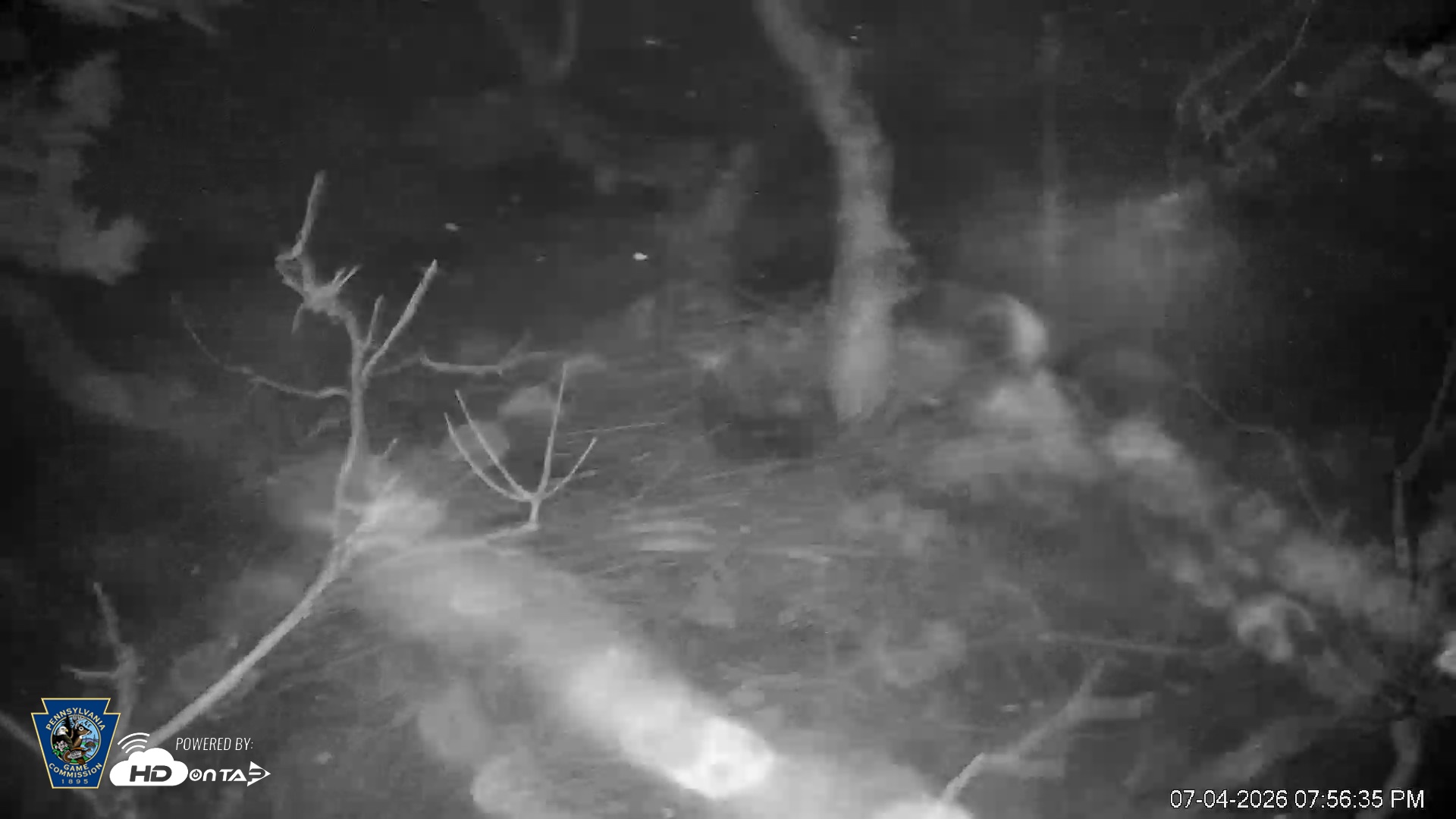 Snapshot of PA Farm Country Eagles Live Cams taken Jul 4, 2026, 7:57pm EDT