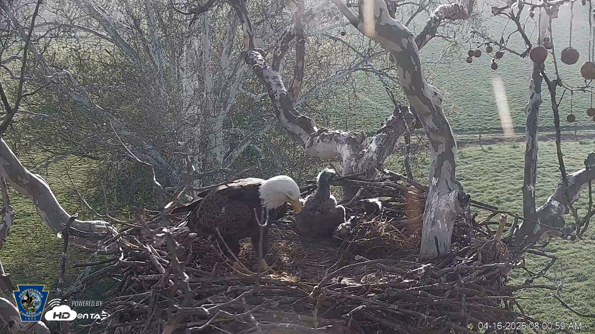 Snapshot of PA Farm Country Eagles Live Cams taken Apr 16, 2026, 8:02am EDT