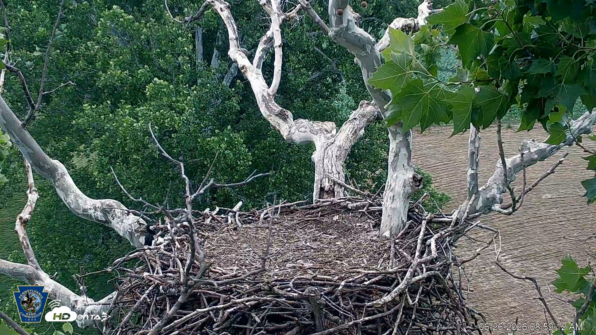 Snapshot of PA Farm Country Eagles Live Cams taken Jun 26, 2026, 9:00am EDT