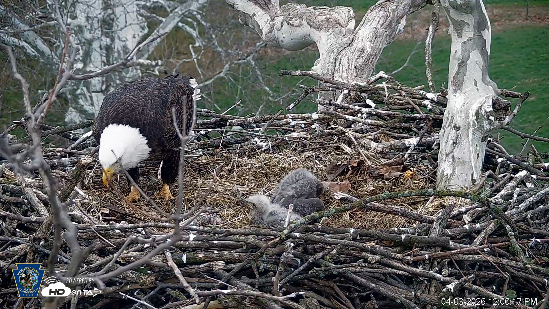 Snapshot of PA Farm Country Eagles Live Cams taken Apr 3, 2026, 12:01pm EDT