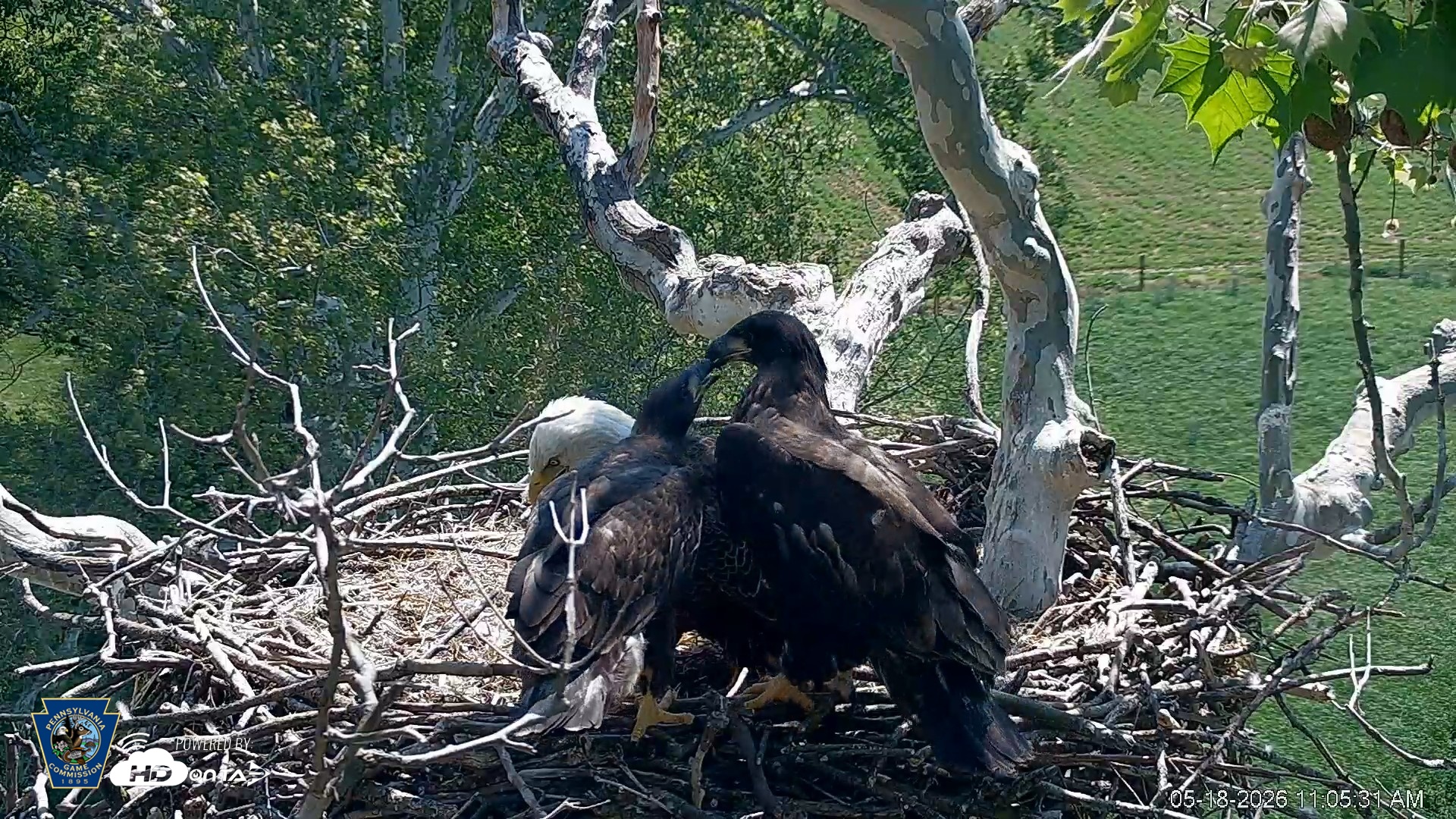 Snapshot of PA Farm Country Eagles Live Cams taken May 18, 2026, 11:06am EDT