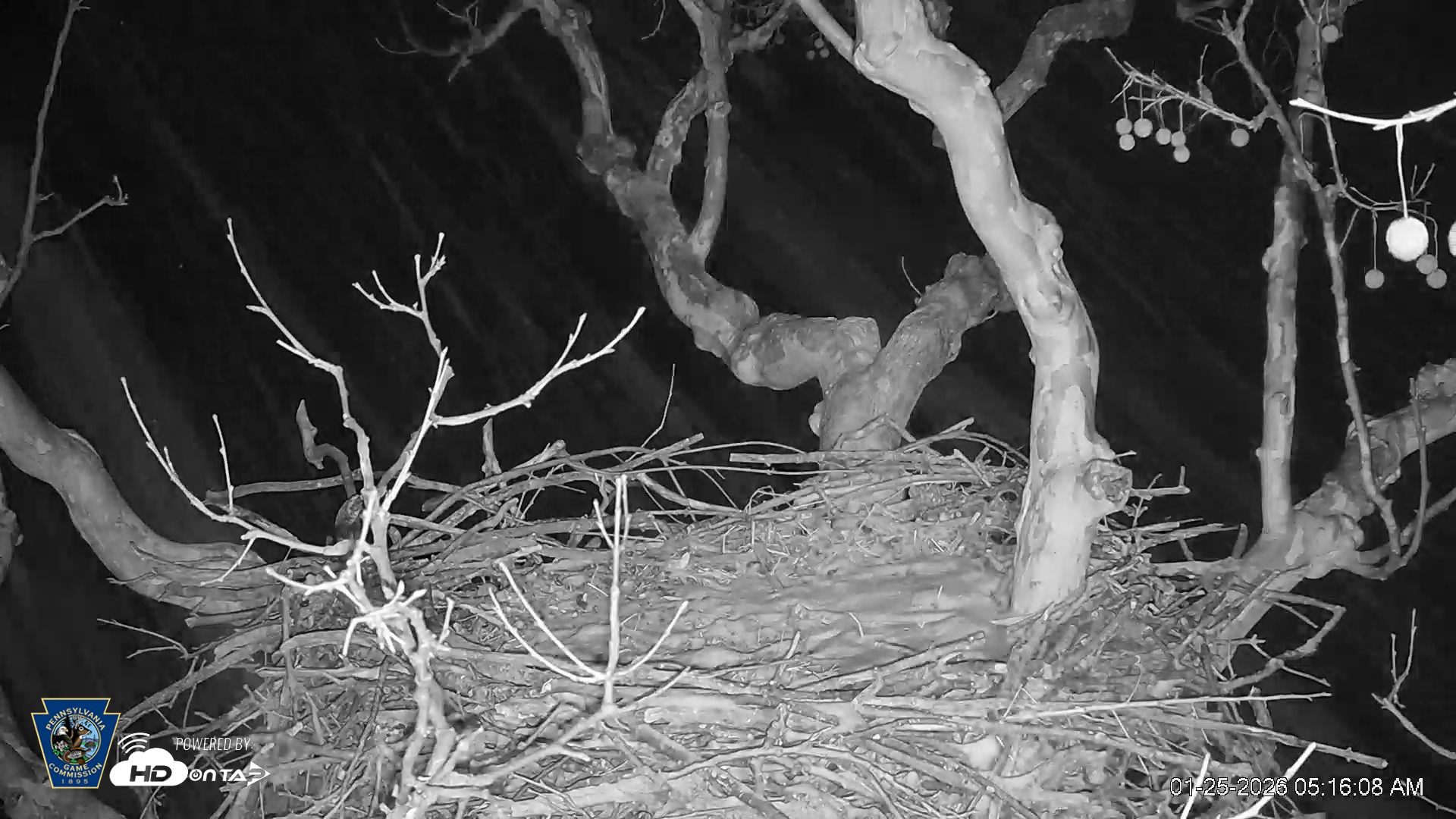 Snapshot of PA Farm Country Eagles Live Cams taken Jan 25, 2026, 5:16am EST