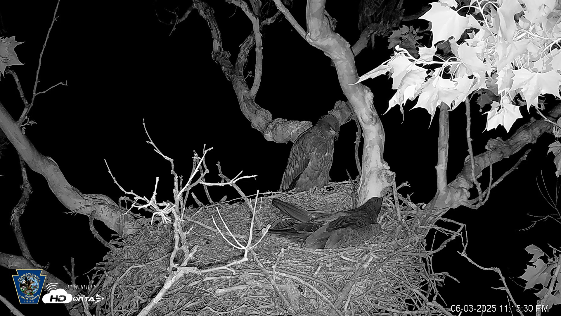 Snapshot of PA Farm Country Eagles Live Cams taken Jun 3, 2026, 11:16pm EDT