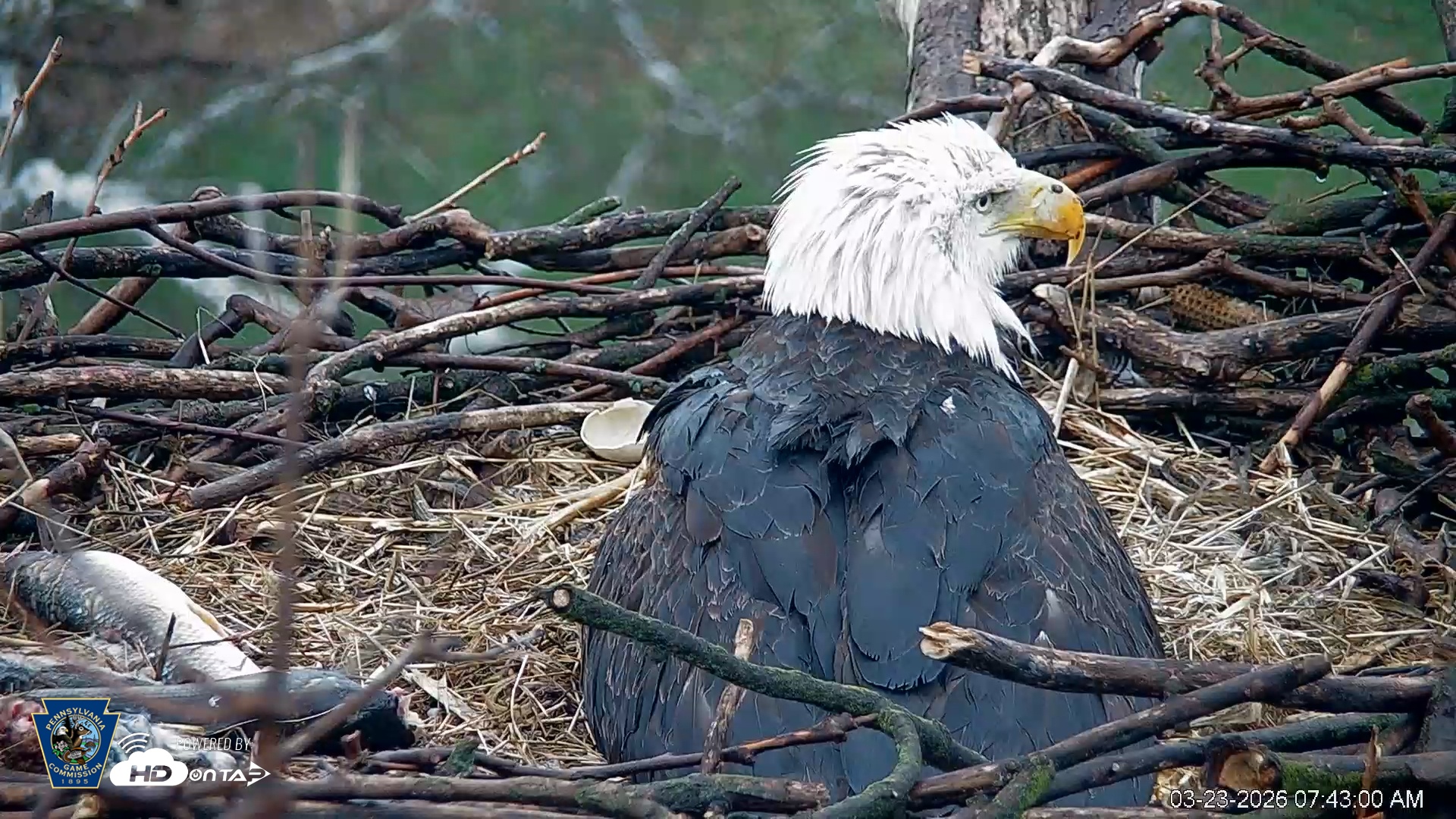 Snapshot of PA Farm Country Eagles Live Cams taken Mar 23, 2026, 7:44am EDT