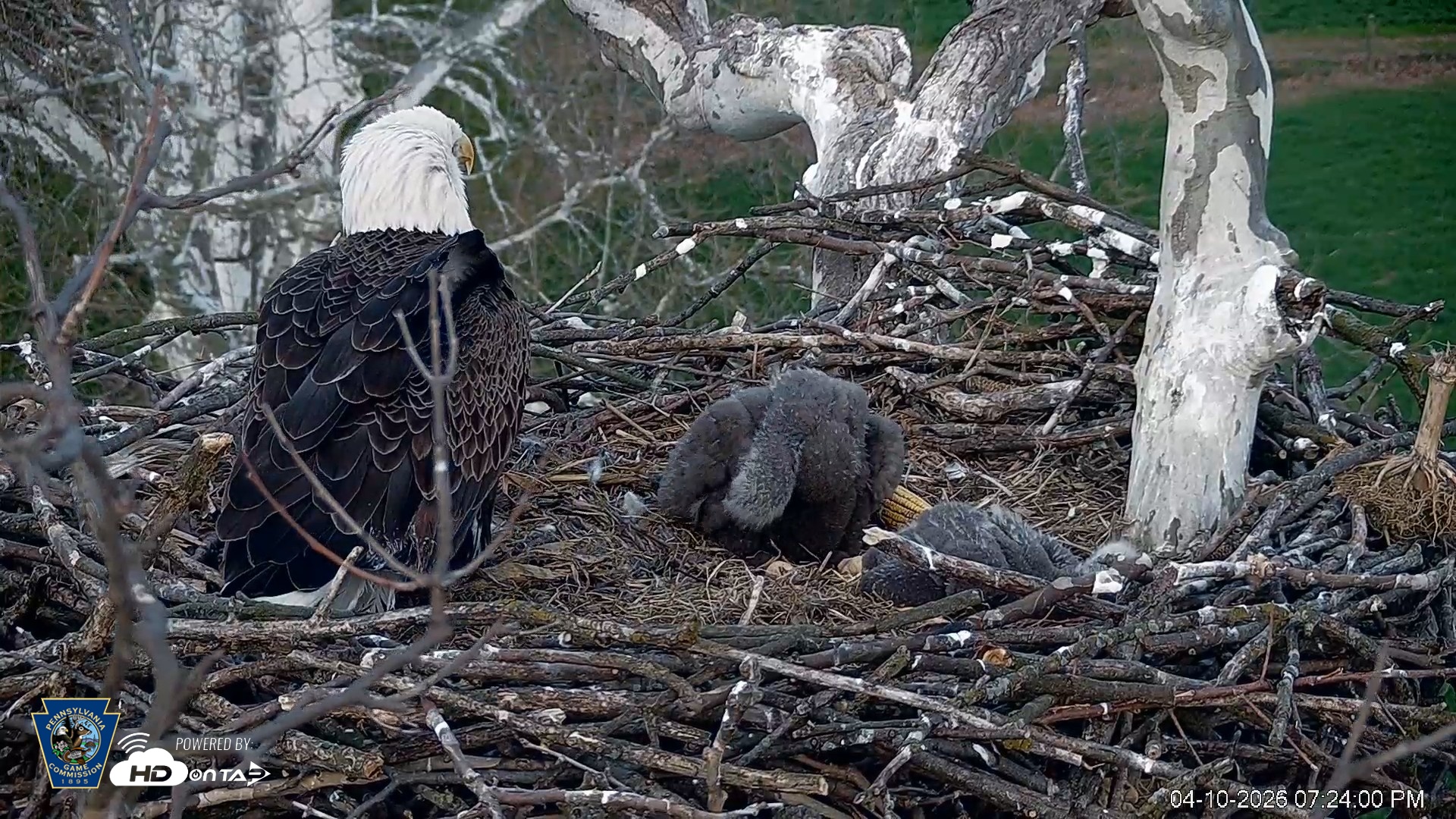 Snapshot of PA Farm Country Eagles Live Cams taken Apr 10, 2026, 7:24pm EDT