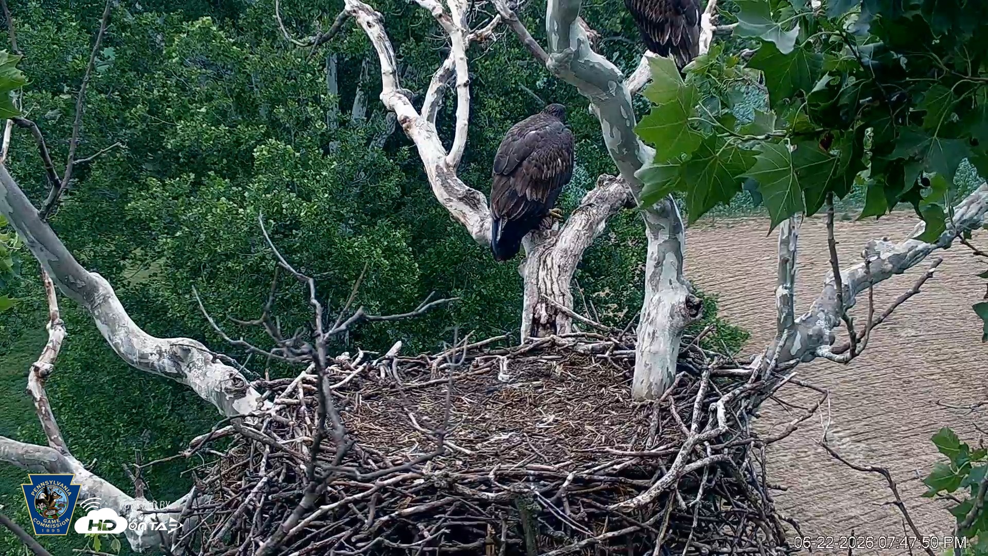 Snapshot of PA Farm Country Eagles Live Cams taken Jun 22, 2026, 7:48pm EDT