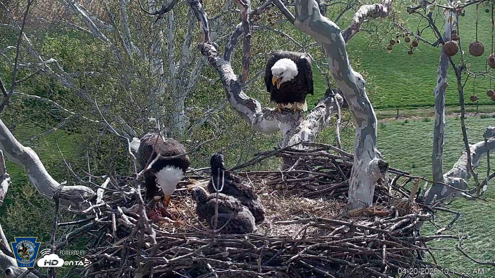 Snapshot of PA Farm Country Eagles Live Cams taken Apr 20, 2026, 10:12am EDT