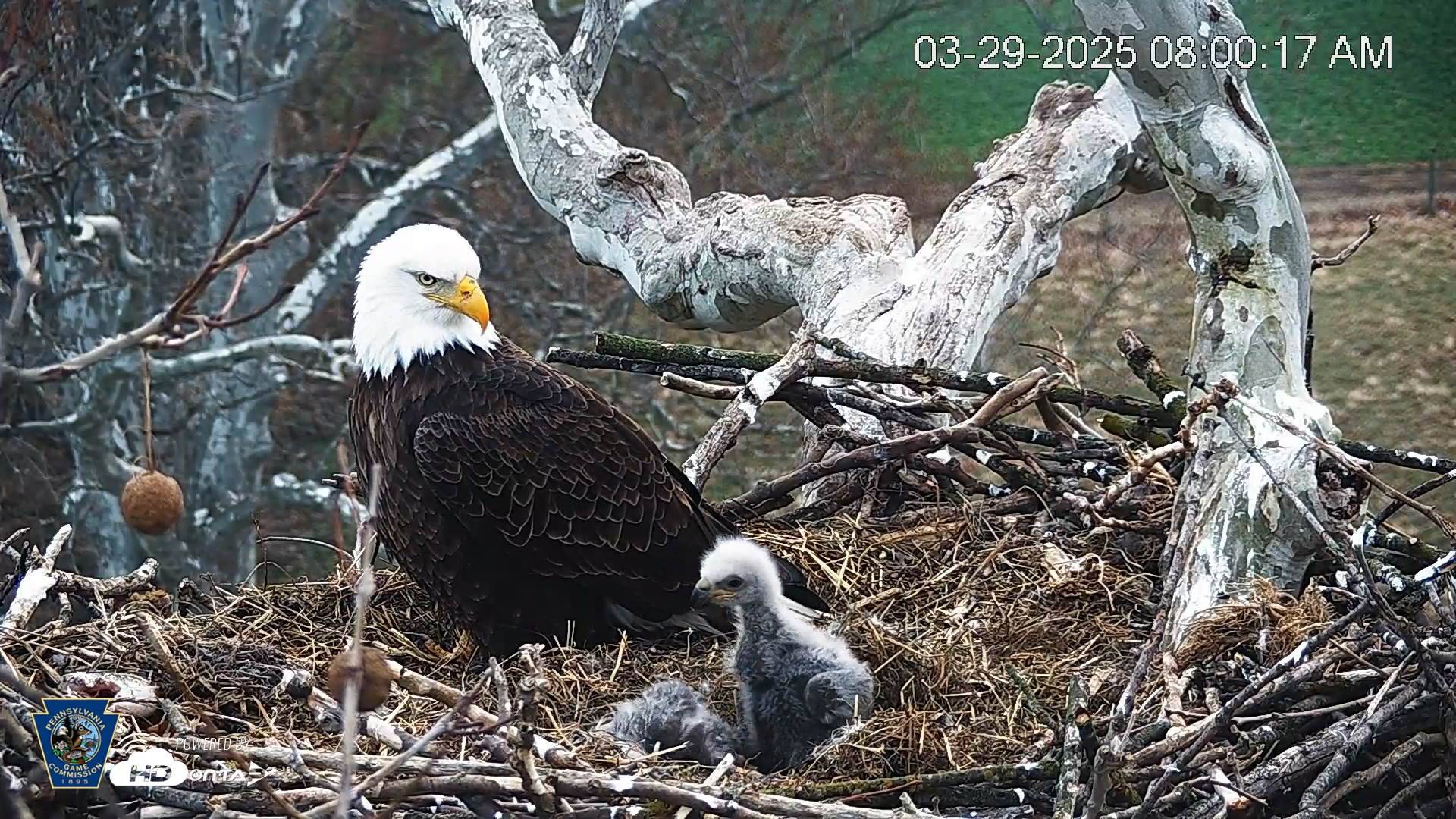 Snapshot of PA Farm Country Eagles Live Cams taken Mar 29, 2025, 8:01am EDT