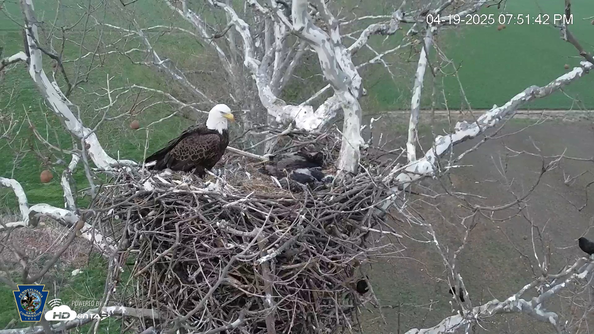 Snapshot of PA Farm Country Eagles Live Cams taken Apr 19, 2025, 7:52pm EDT