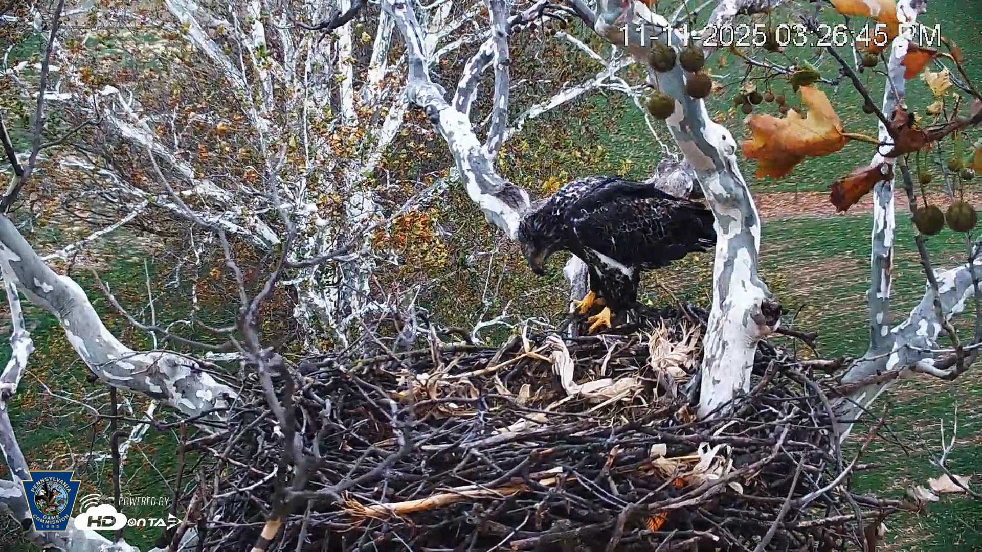 Snapshot of PA Farm Country Eagles Live Cams taken Nov 11, 2025, 3:27pm EST