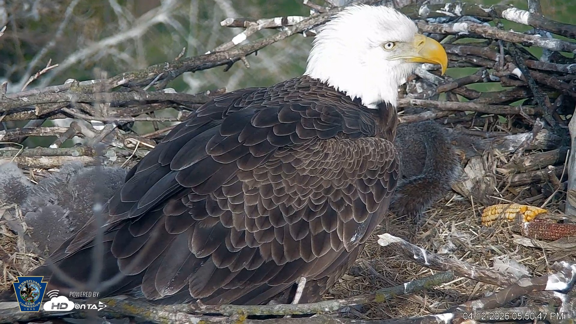 Snapshot of PA Farm Country Eagles Live Cams taken Apr 12, 2026, 5:51pm EDT