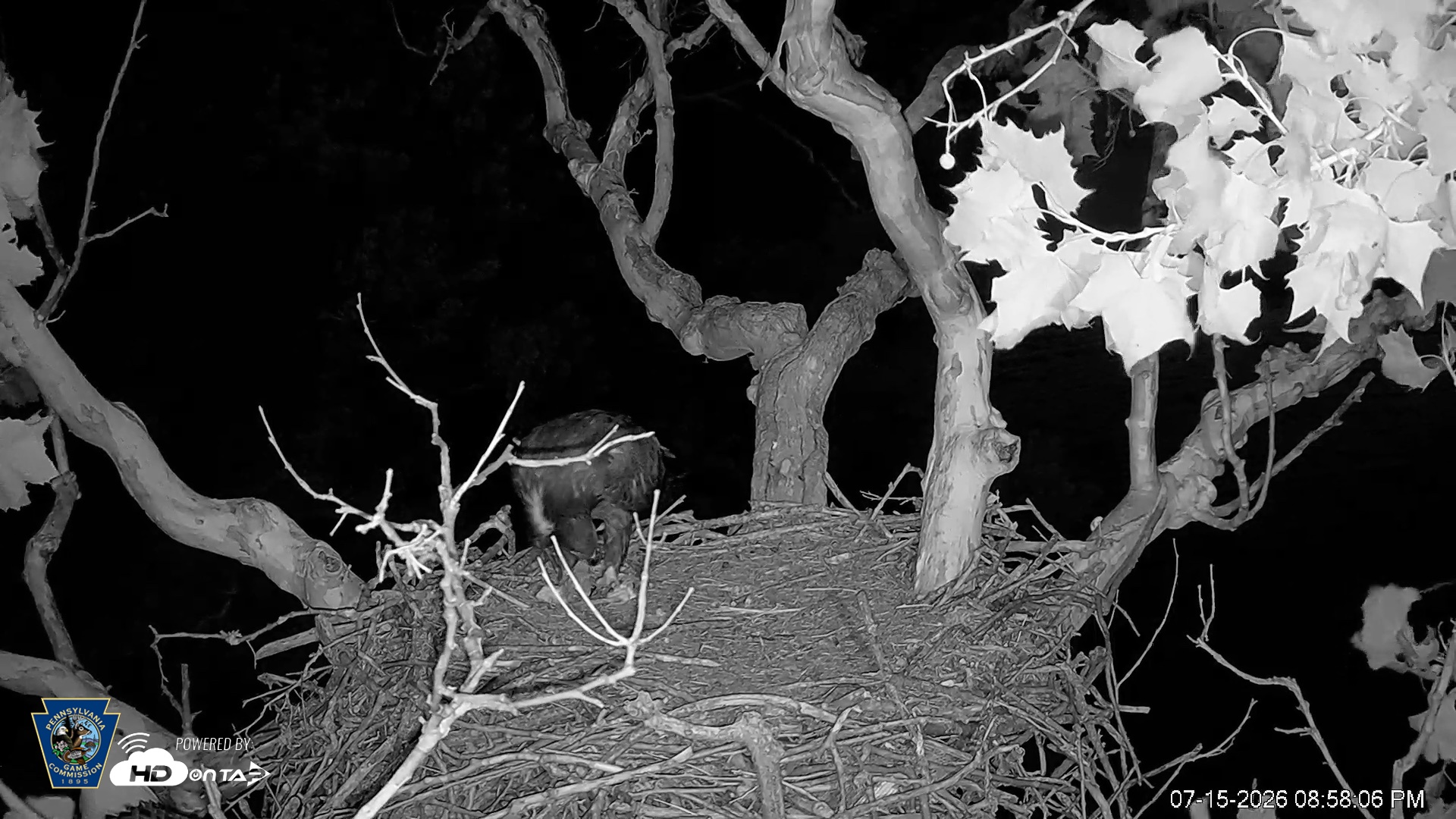 Snapshot of PA Farm Country Eagles Live Cams taken Jul 15, 2026, 9:00pm EDT