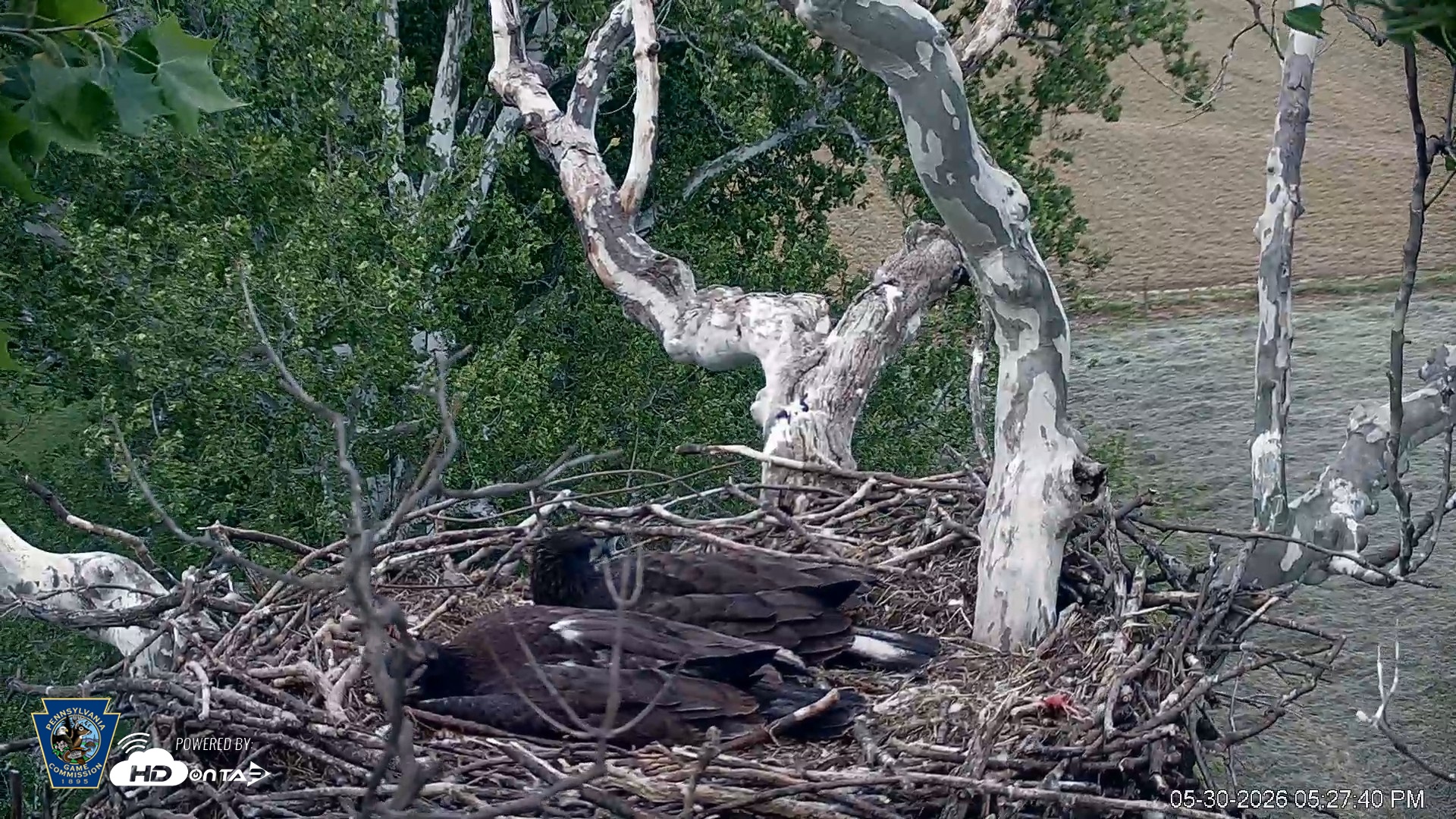 Snapshot of PA Farm Country Eagles Live Cams taken May 30, 2026, 5:28pm EDT