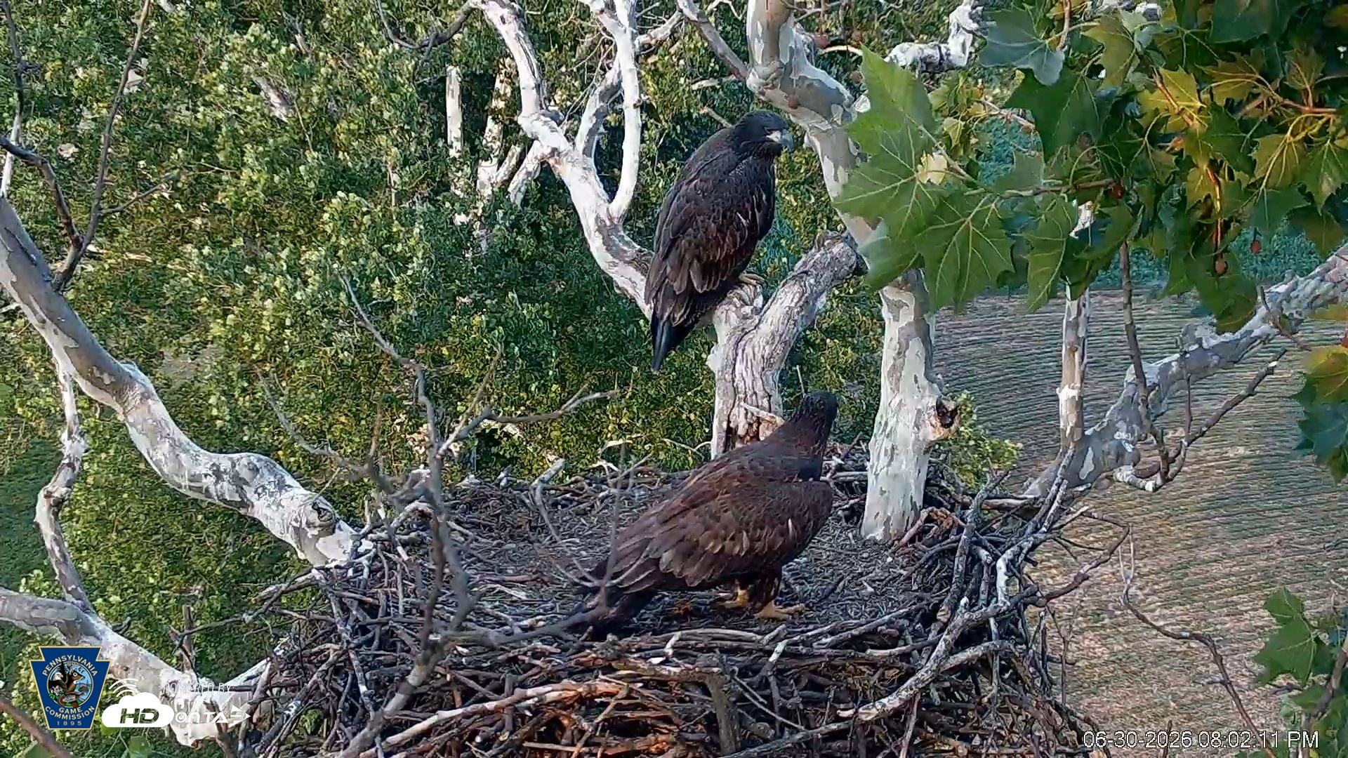 Snapshot of PA Farm Country Eagles Live Cams taken Jun 30, 2026, 8:03pm EDT
