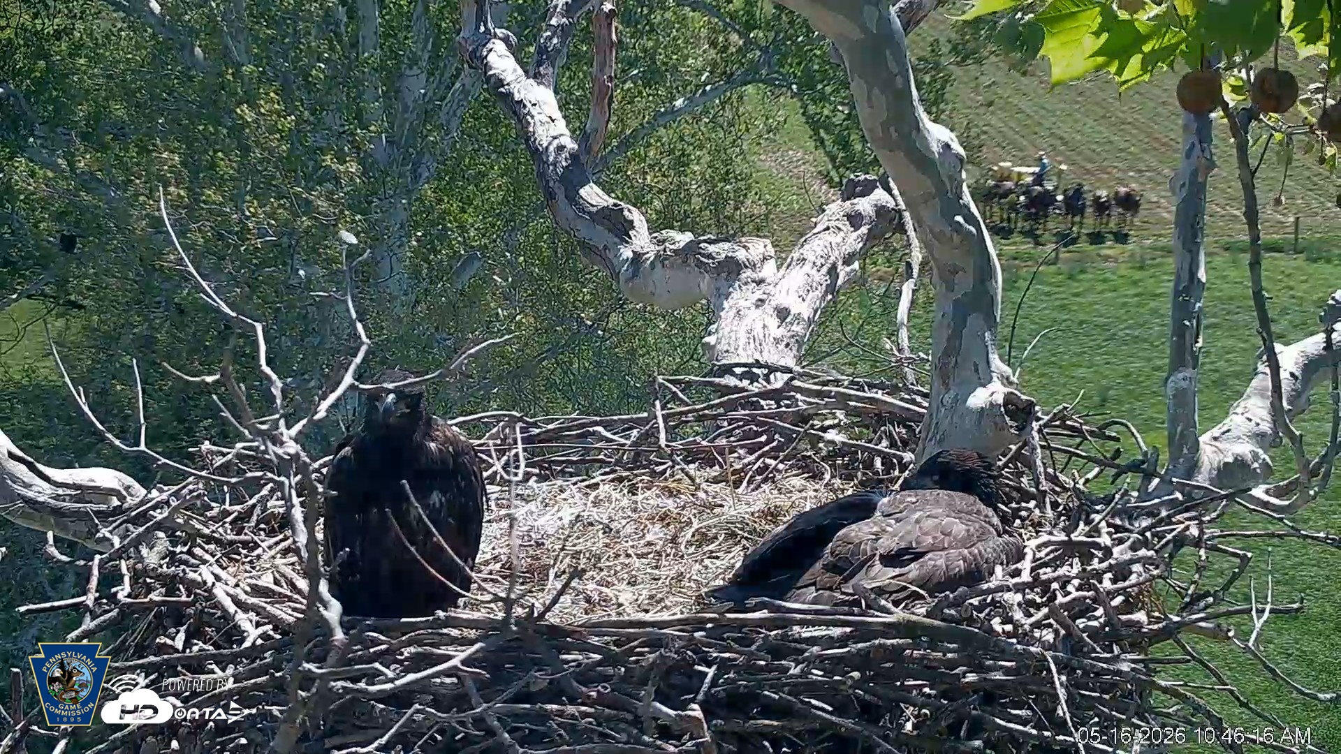 Snapshot of PA Farm Country Eagles Live Cams taken May 16, 2026, 10:47am EDT