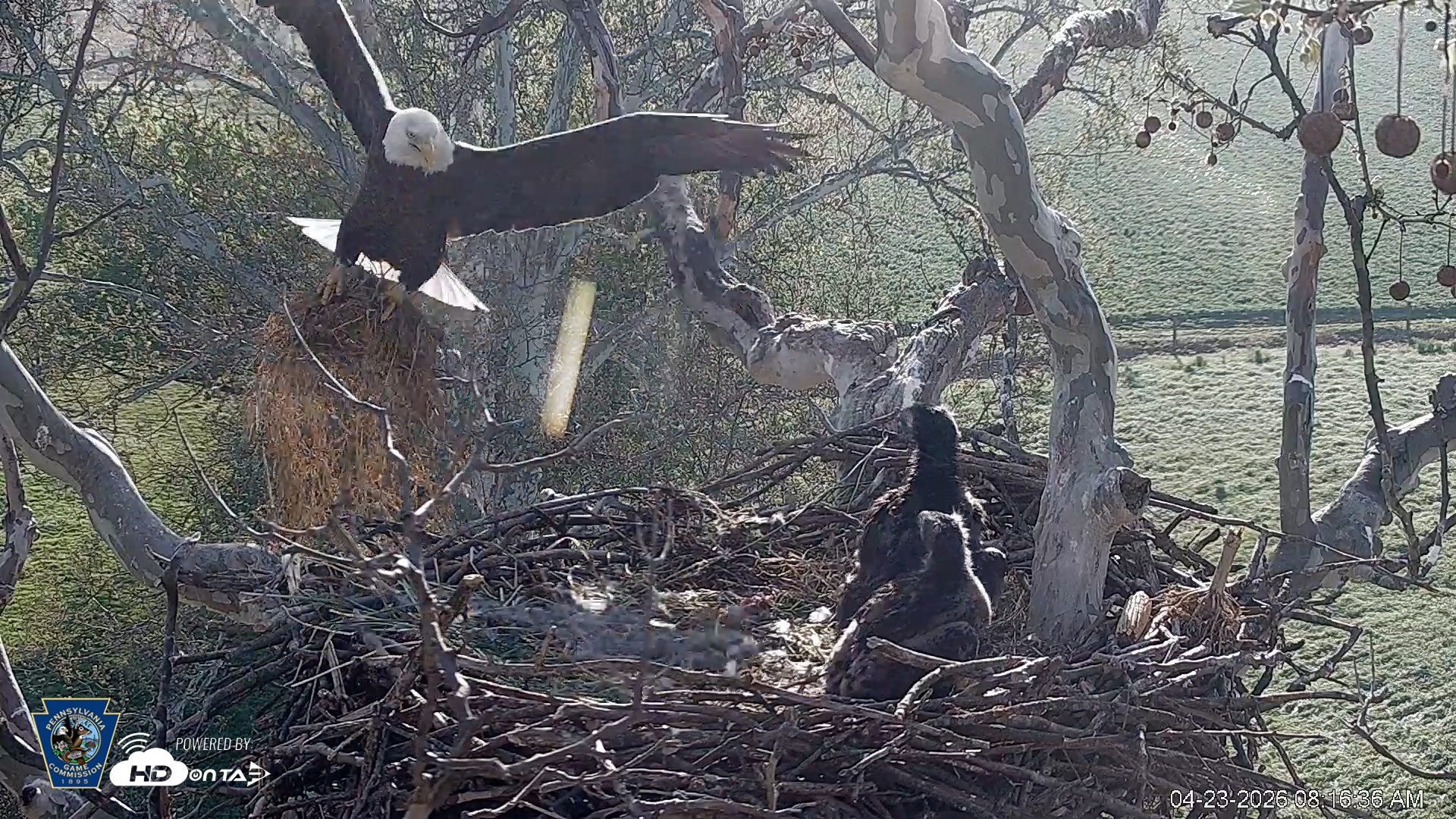 Snapshot of PA Farm Country Eagles Live Cams taken Apr 23, 2026, 8:19am EDT