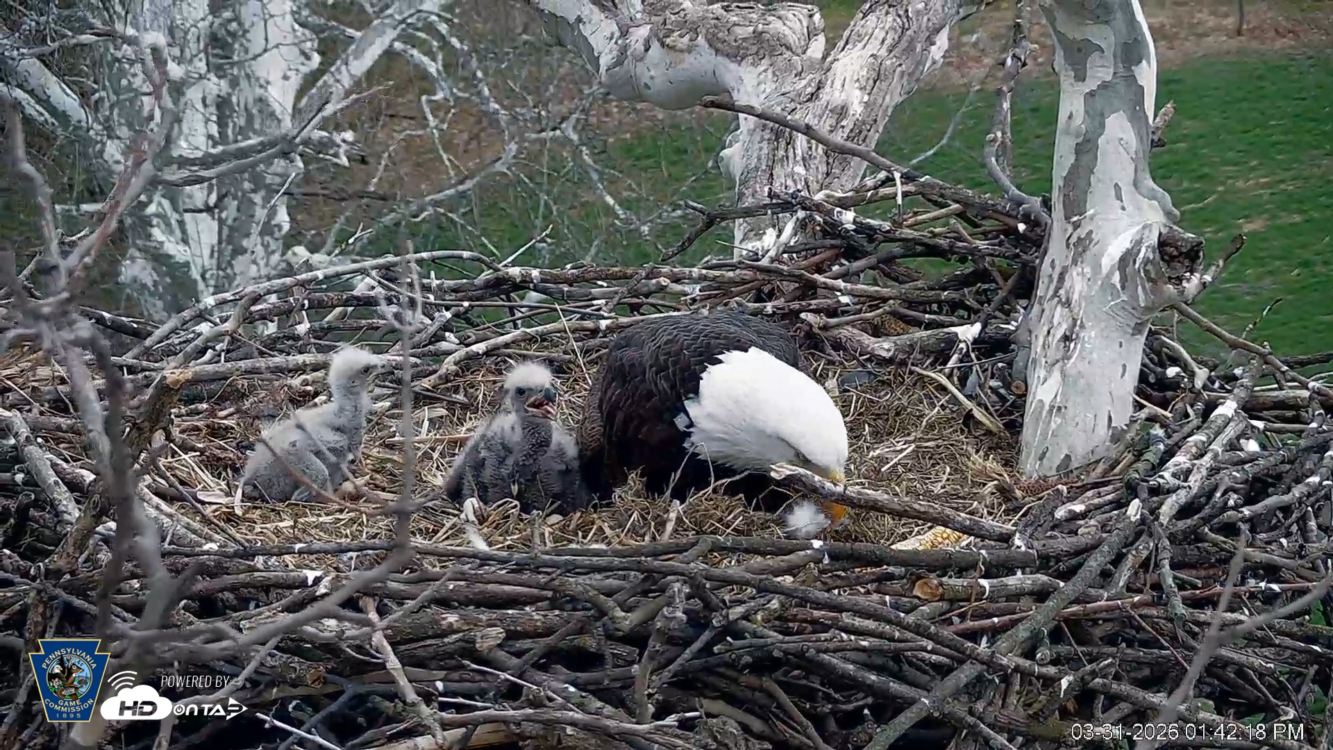 Snapshot of PA Farm Country Eagles Live Cams taken Mar 31, 2026, 1:43pm EDT