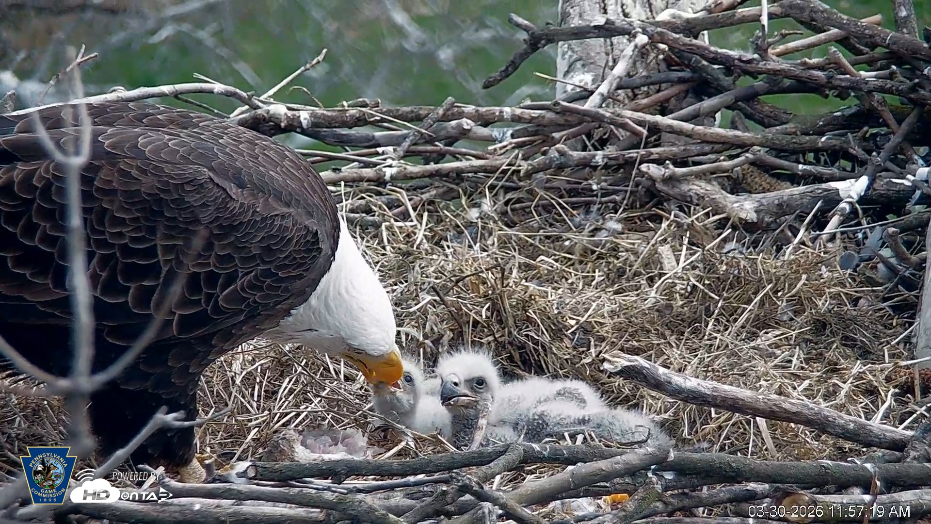 Snapshot of PA Farm Country Eagles Live Cams taken Mar 30, 2026, 11:58am EDT