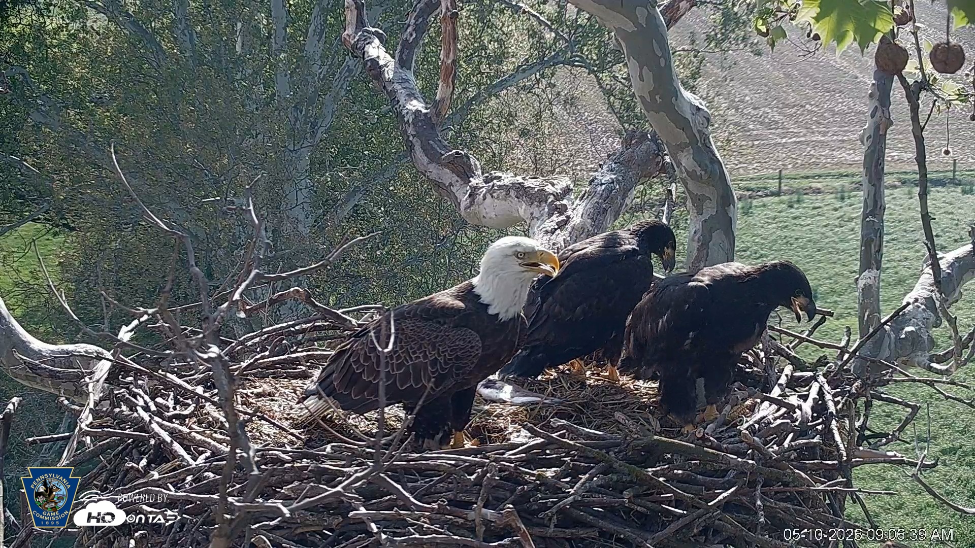Snapshot of PA Farm Country Eagles Live Cams taken May 10, 2026, 9:07am EDT