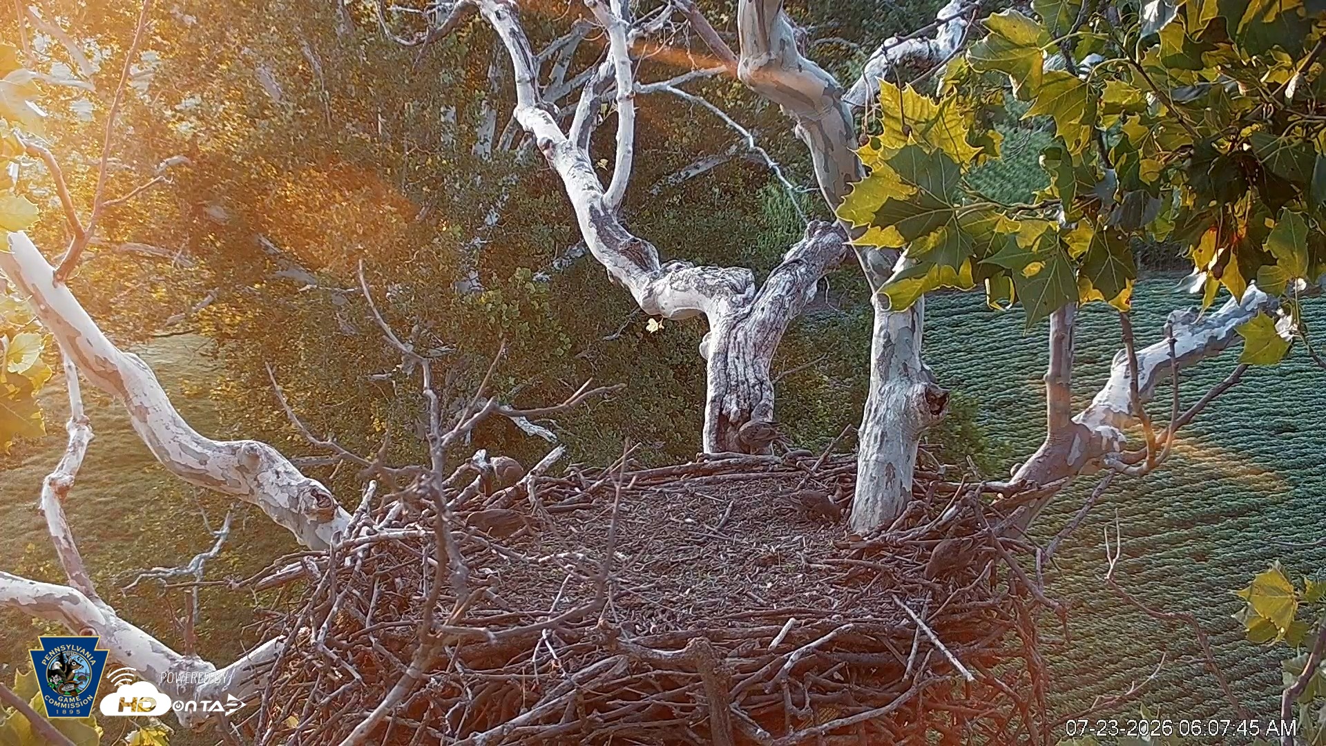 Snapshot of PA Farm Country Eagles Live Cams taken Jul 23, 2026, 6:08am EDT