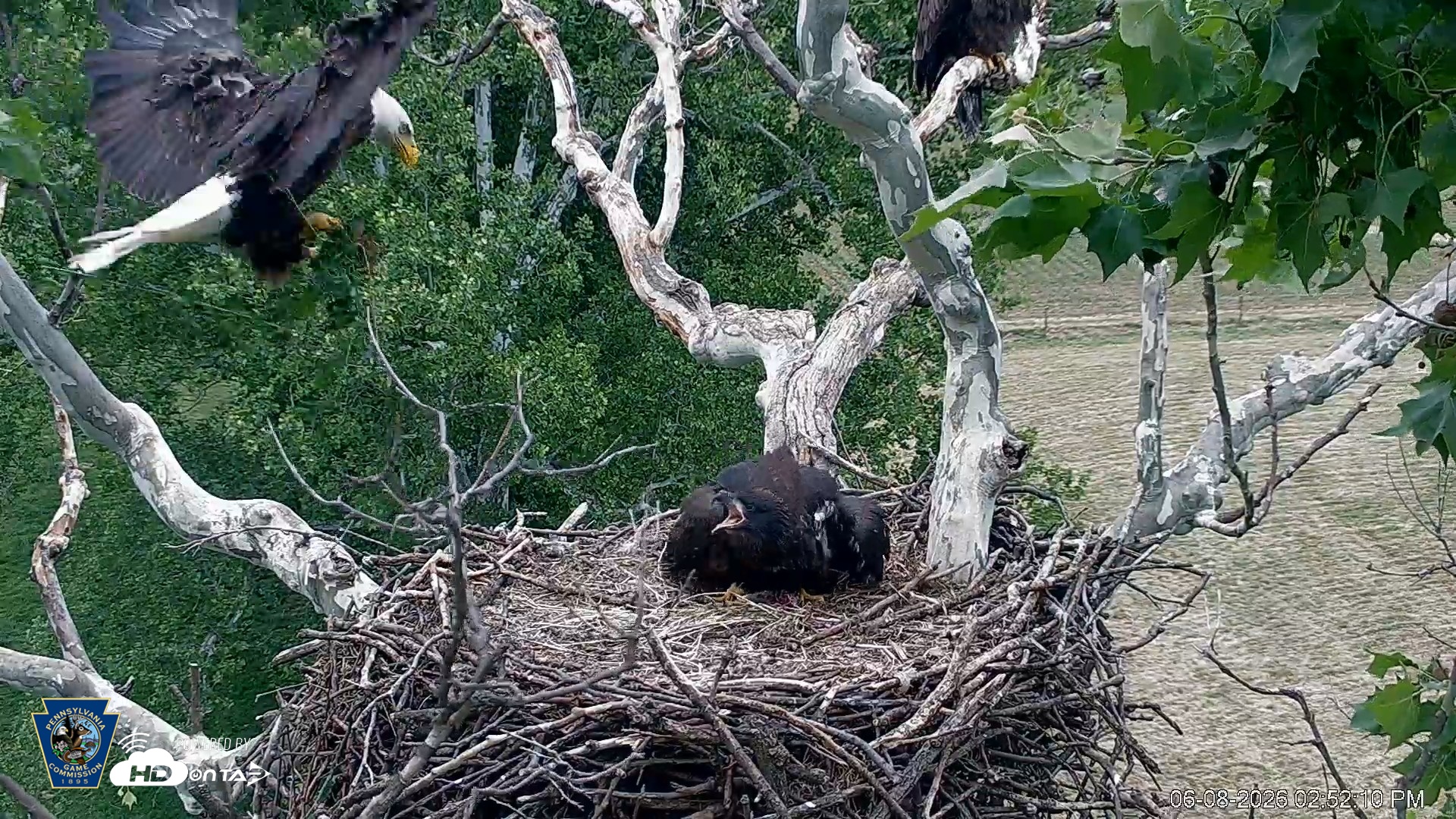 Snapshot of PA Farm Country Eagles Live Cams taken Jun 8, 2026, 2:53pm EDT