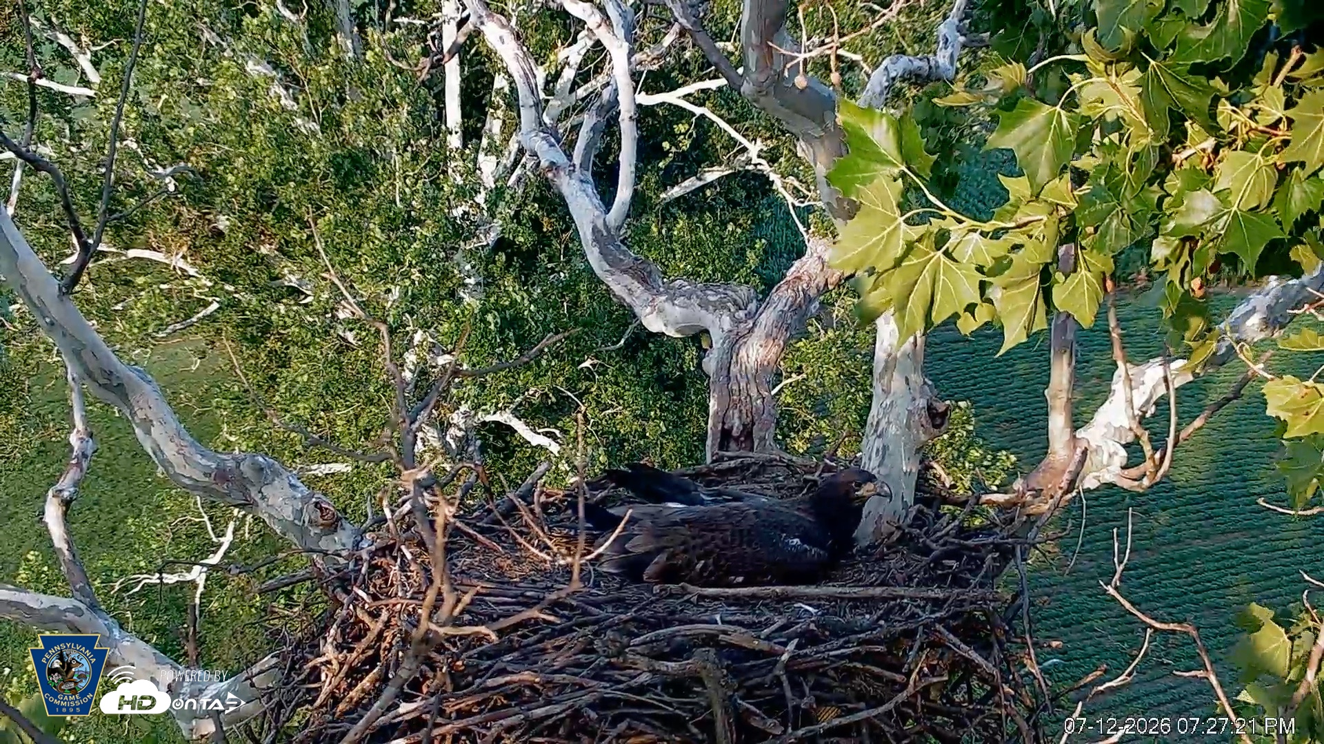 Snapshot of PA Farm Country Eagles Live Cams taken Jul 12, 2026, 7:28pm EDT