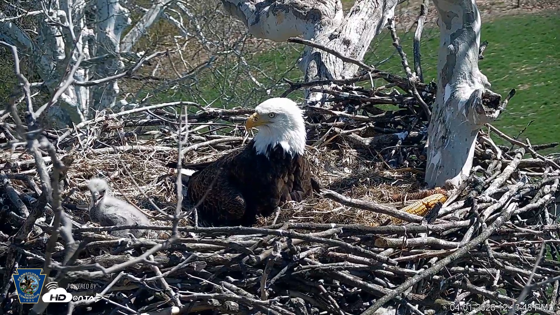 Snapshot of PA Farm Country Eagles Live Cams taken Apr 1, 2026, 12:14pm EDT