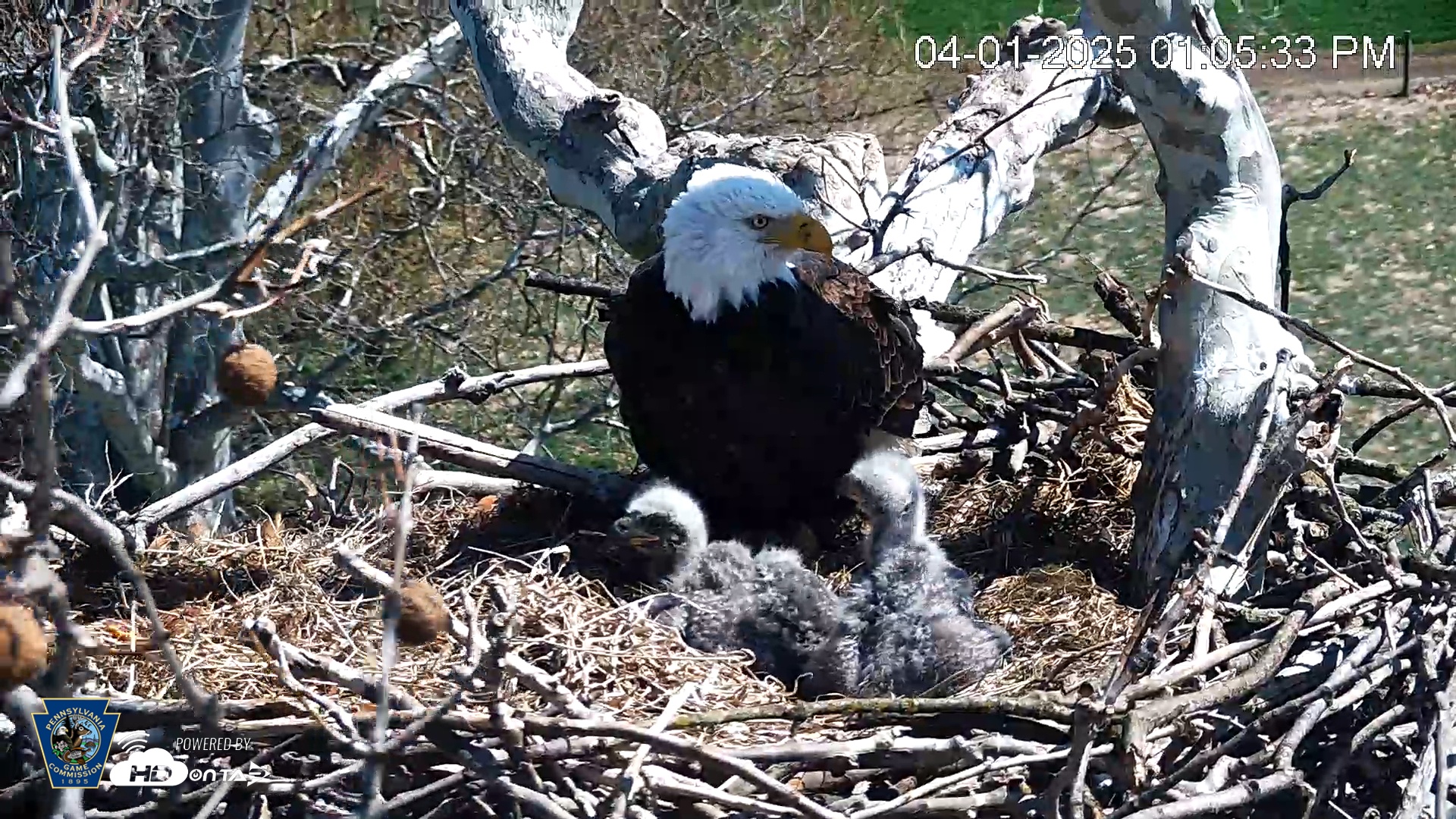 Snapshot of PA Farm Country Eagles Live Cams taken Apr 1, 2025, 1:06pm EDT