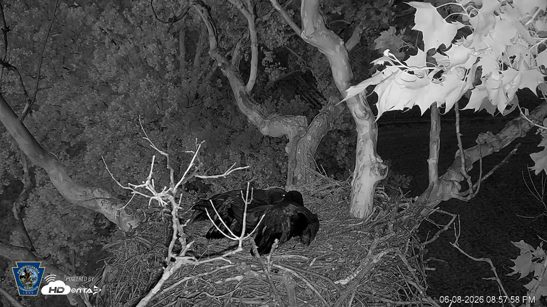 Snapshot of PA Farm Country Eagles Live Cams taken Jun 8, 2026, 8:59pm EDT