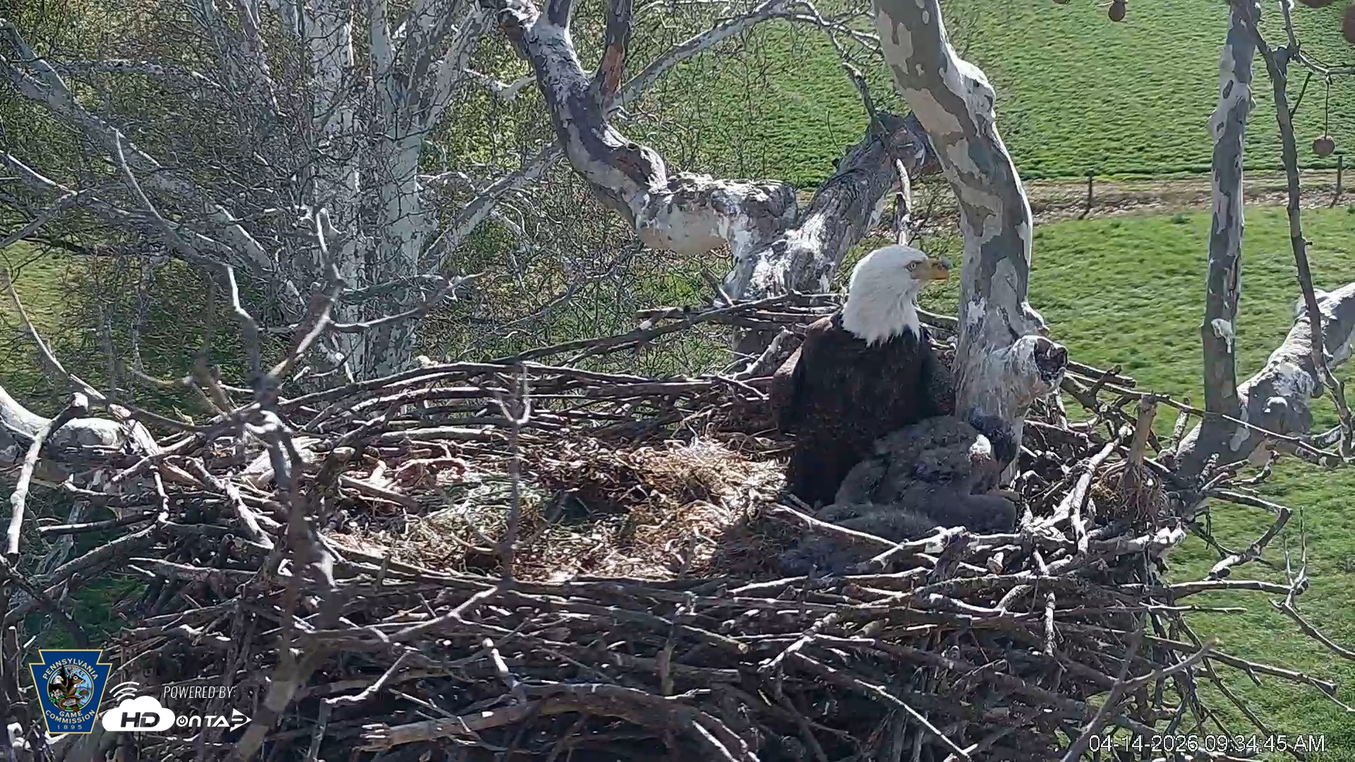 Snapshot of PA Farm Country Eagles Live Cams taken Apr 14, 2026, 9:35am EDT