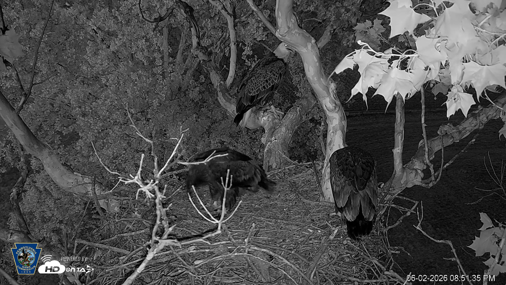 Snapshot of PA Farm Country Eagles Live Cams taken Jun 2, 2026, 8:54pm EDT