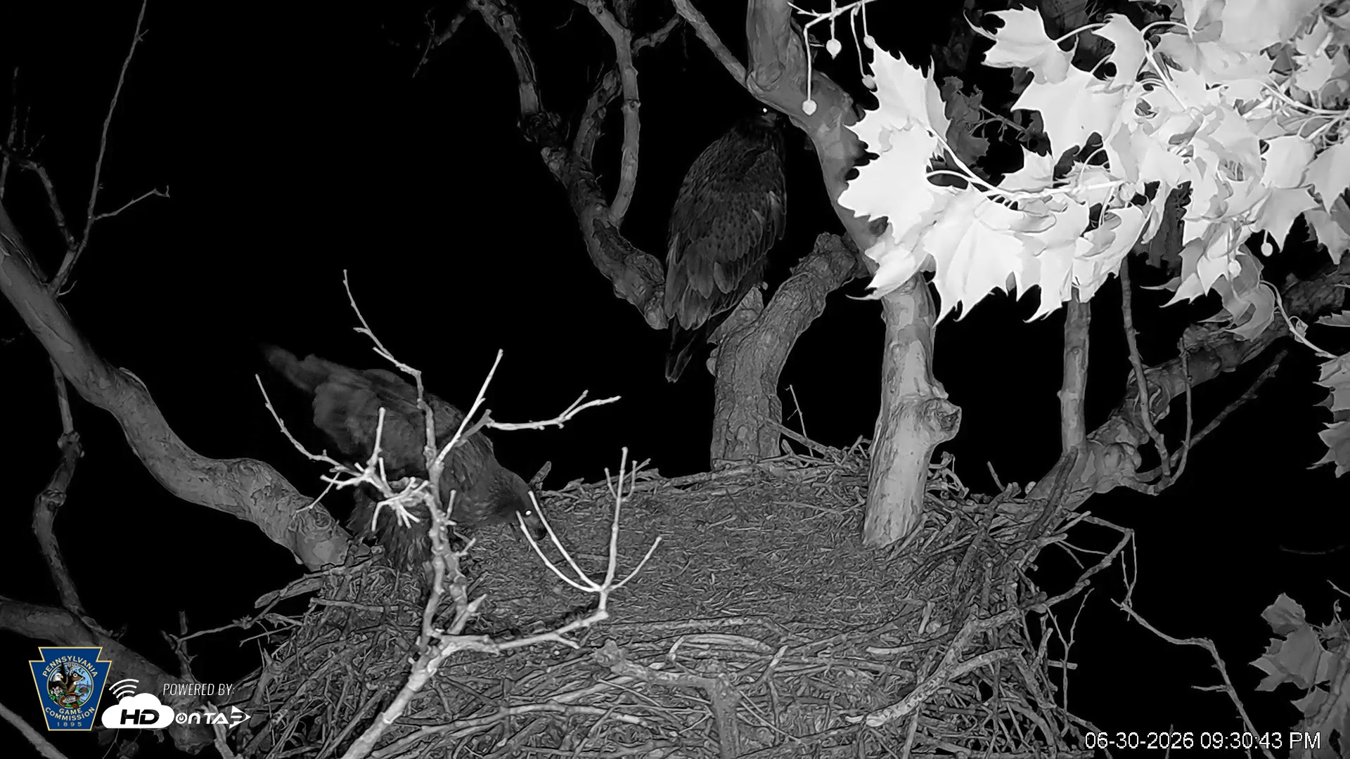 Snapshot of PA Farm Country Eagles Live Cams taken Jun 30, 2026, 9:32pm EDT