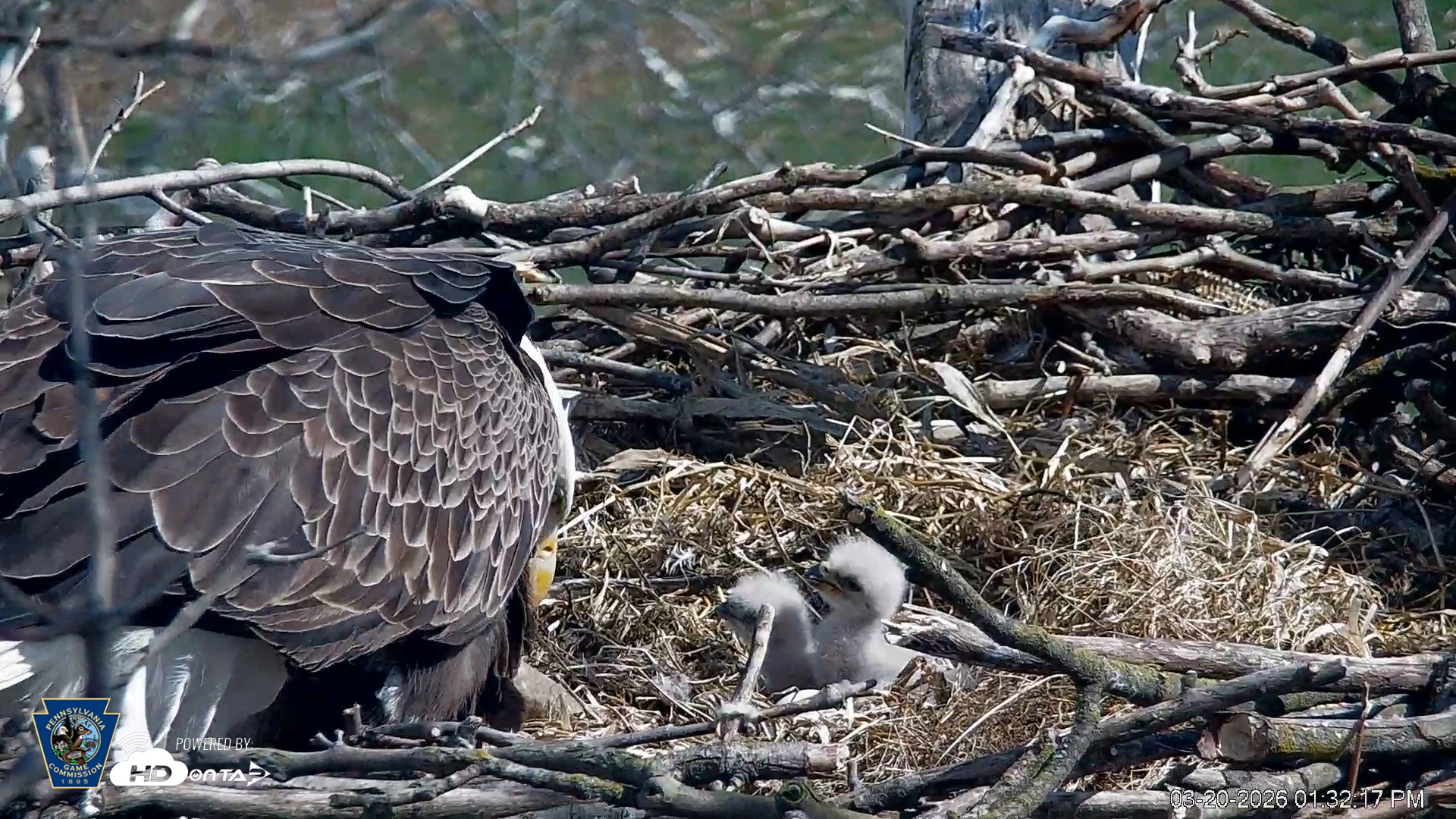 Snapshot of PA Farm Country Eagles Live Cams taken Mar 20, 2026, 1:33pm EDT
