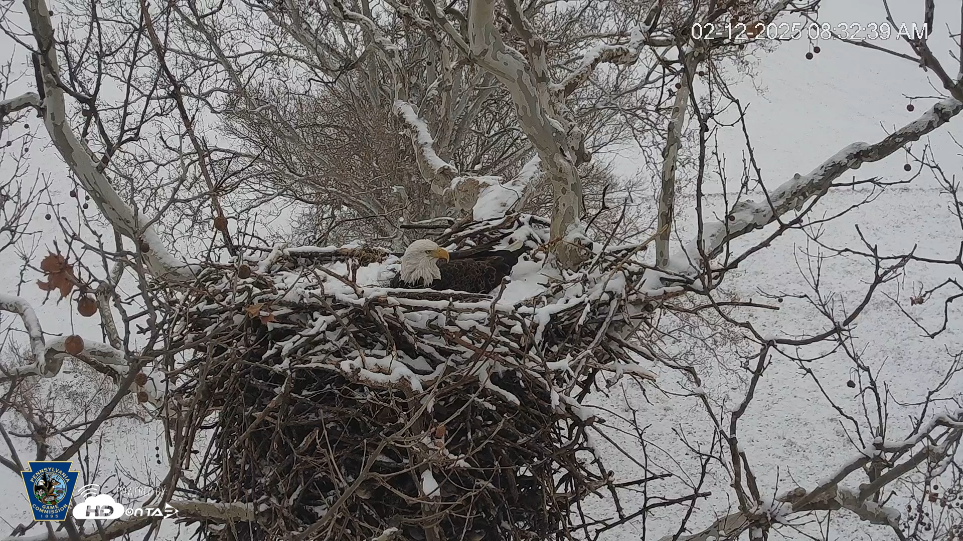 Snapshot of PA Farm Country Eagles Live Cams taken Feb 12, 2025, 8:33am EST