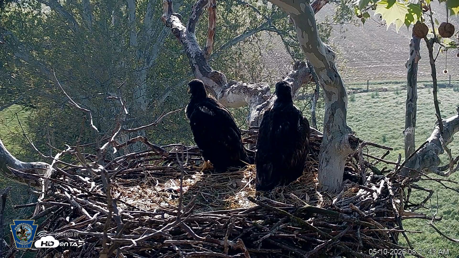 Snapshot of PA Farm Country Eagles Live Cams taken May 10, 2026, 8:22am EDT