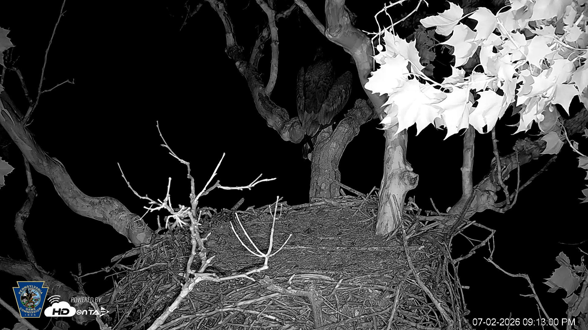Snapshot of PA Farm Country Eagles Live Cams taken Jul 2, 2026, 9:14pm EDT