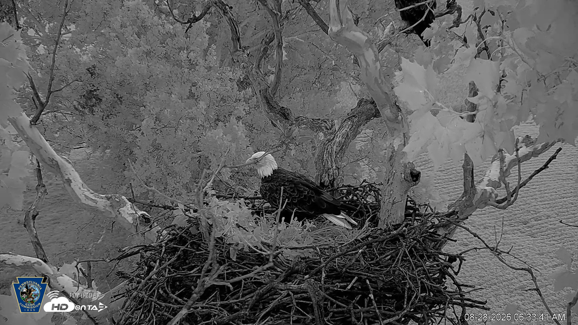 Snapshot of PA Farm Country Eagles Live Cams taken Aug 28, 2026, 6:34am EDT