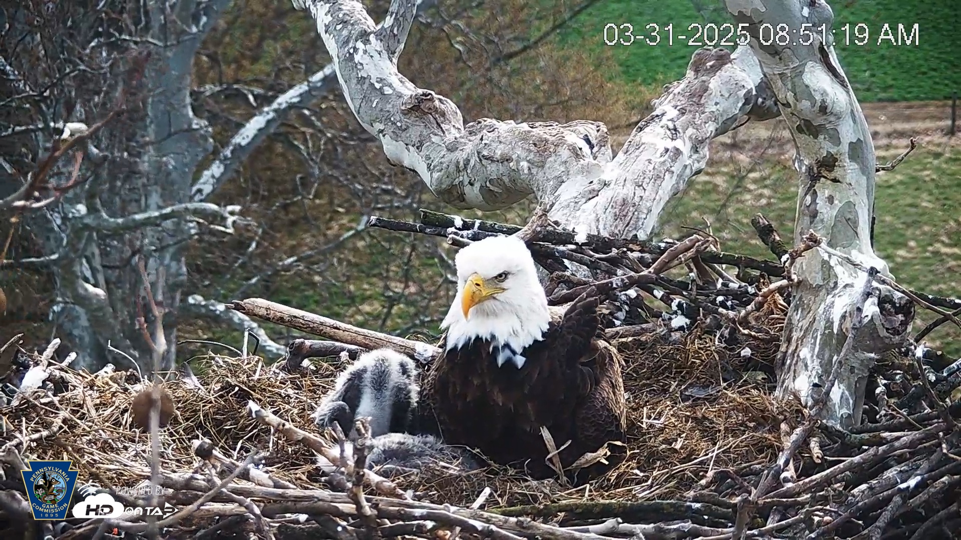 Snapshot of PA Farm Country Eagles Live Cams taken Mar 31, 2025, 8:52am EDT