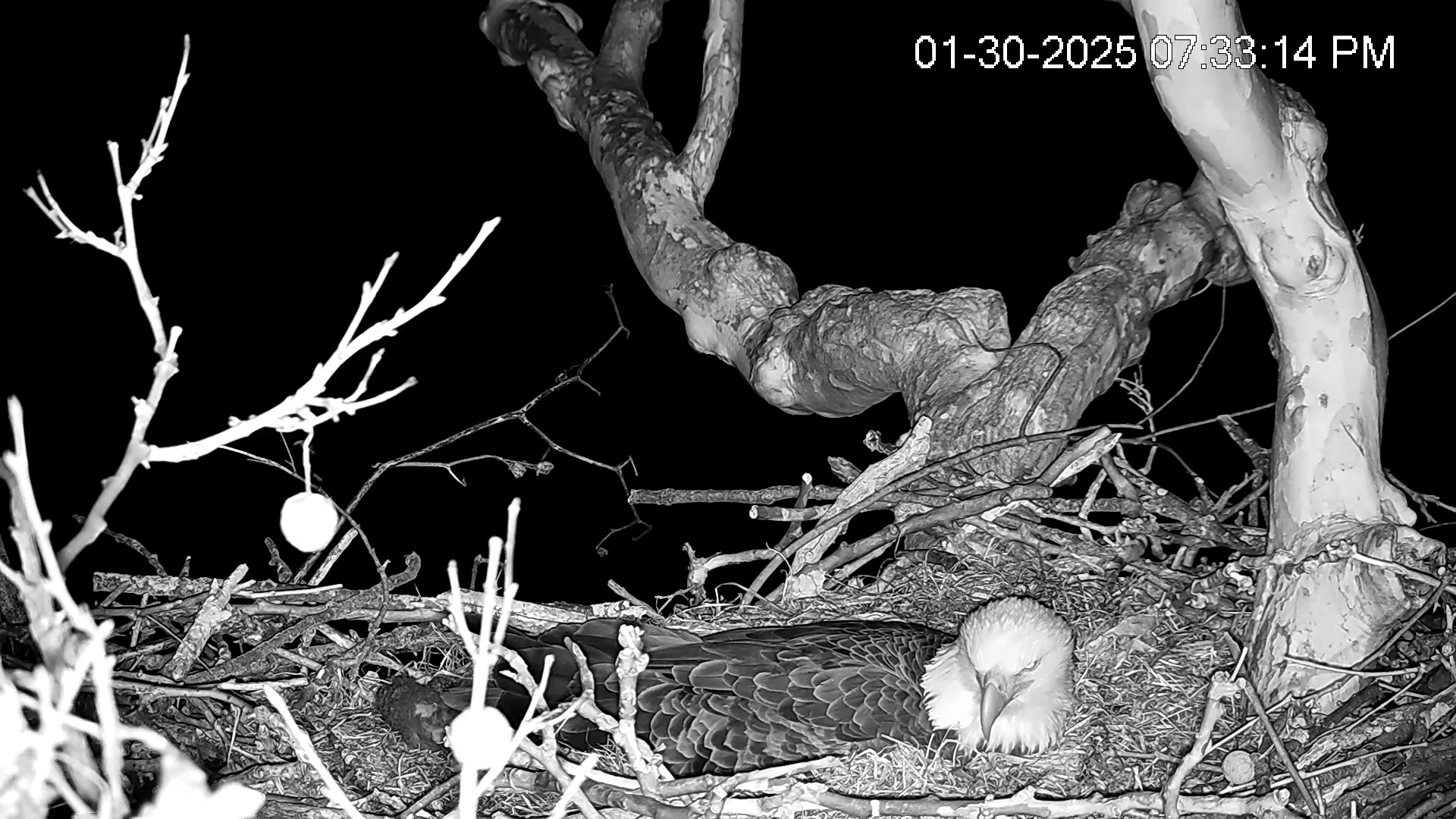 Snapshot of PA Farm Country Eagles Live Cams taken Jan 30, 2025, 7:33pm EST