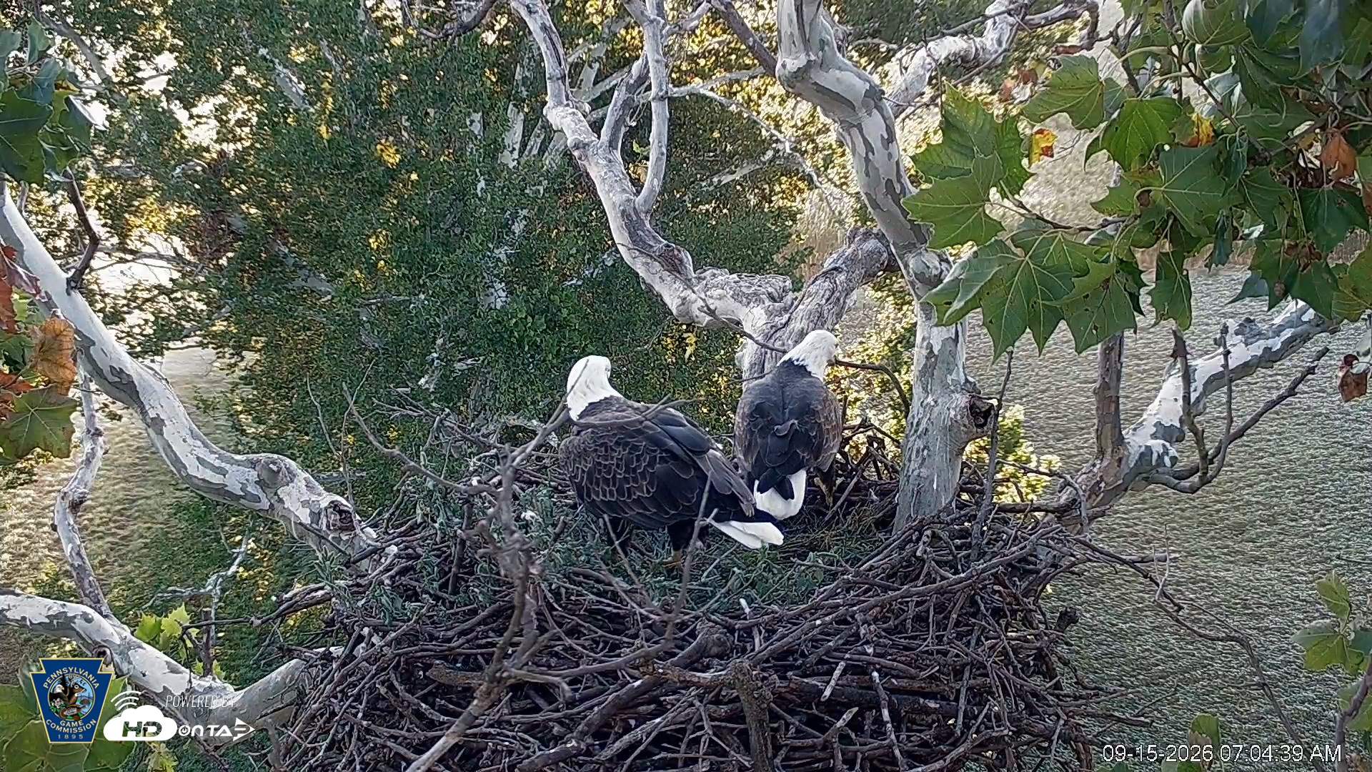 Snapshot of PA Farm Country Eagles Live Cams taken Sep 15, 2026, 7:05am EDT