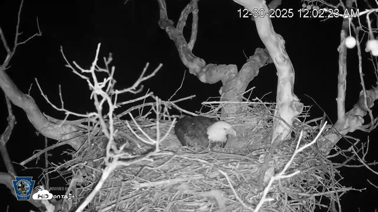 Snapshot of PA Farm Country Eagles Live Cams taken Dec 30, 2025, 12:03am EST