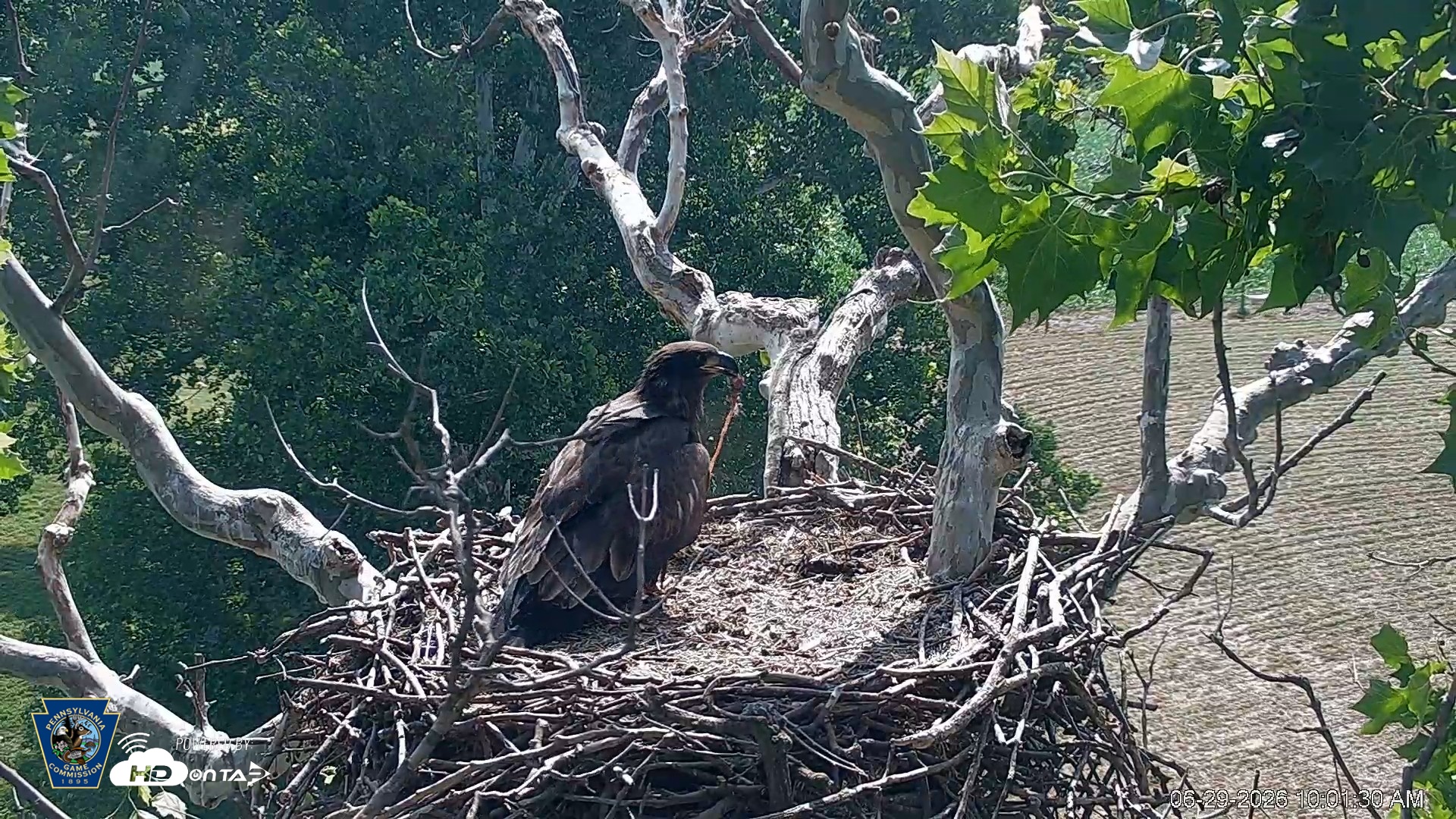 Snapshot of PA Farm Country Eagles Live Cams taken Jun 29, 2026, 10:02am EDT