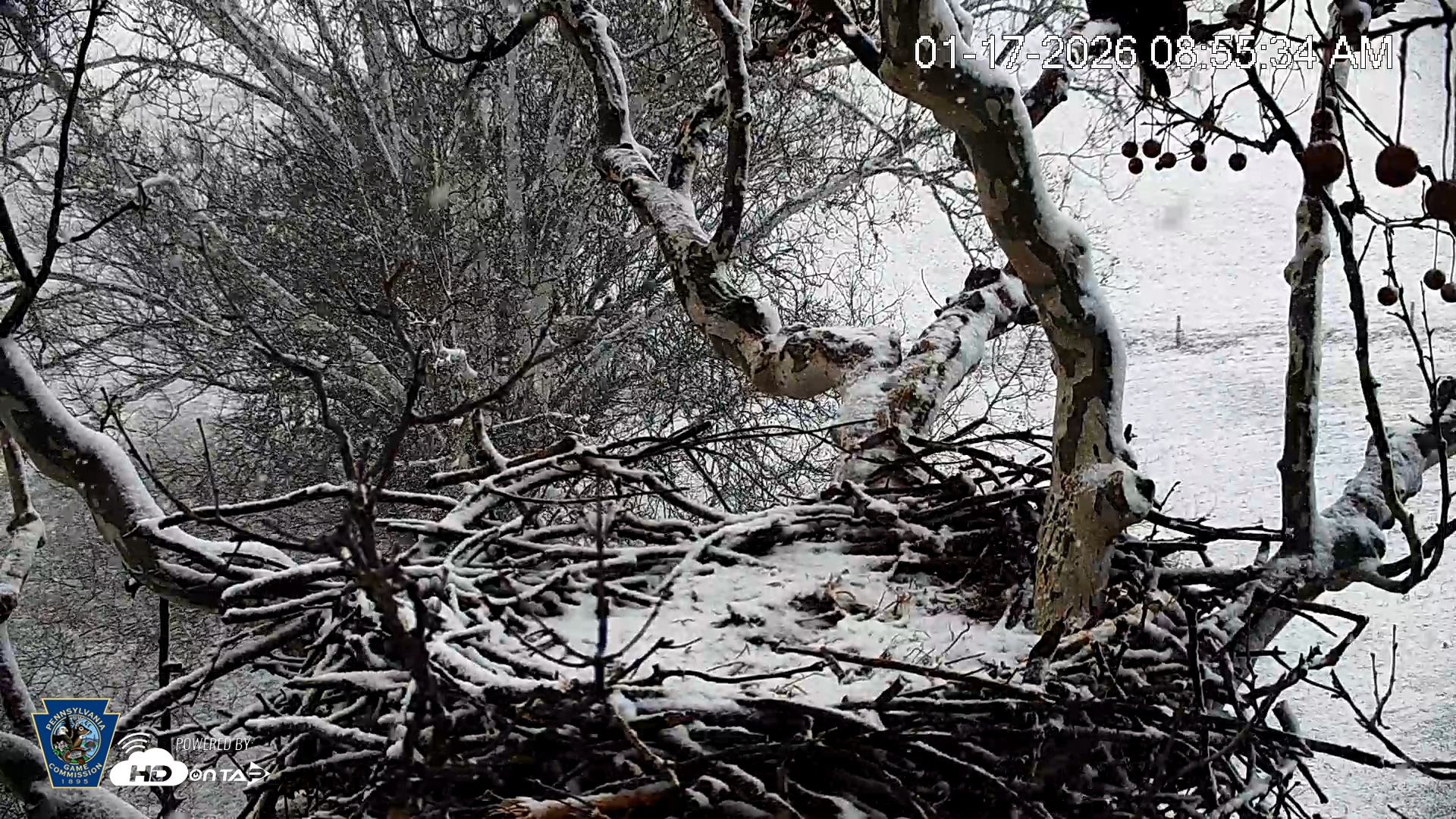 Snapshot of PA Farm Country Eagles Live Cams taken Jan 17, 2026, 8:56am EST