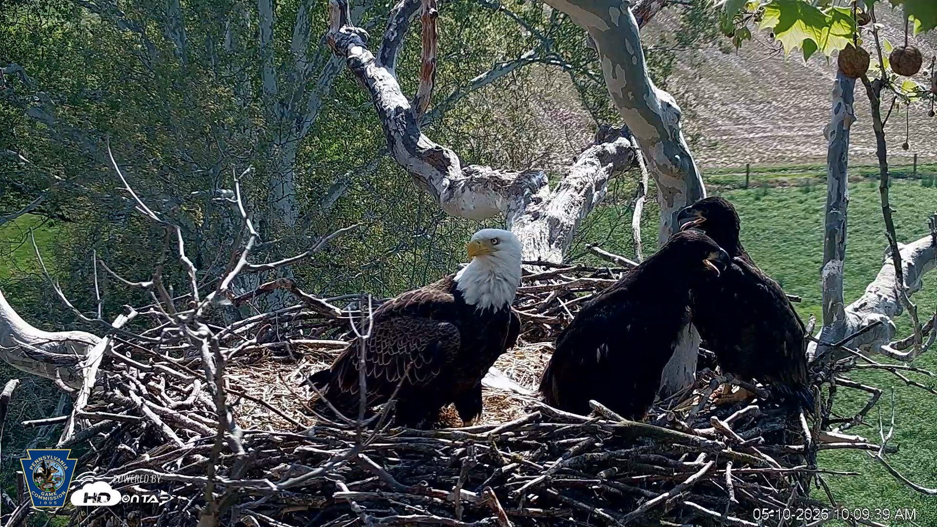 Snapshot of PA Farm Country Eagles Live Cams taken May 10, 2026, 10:10am EDT