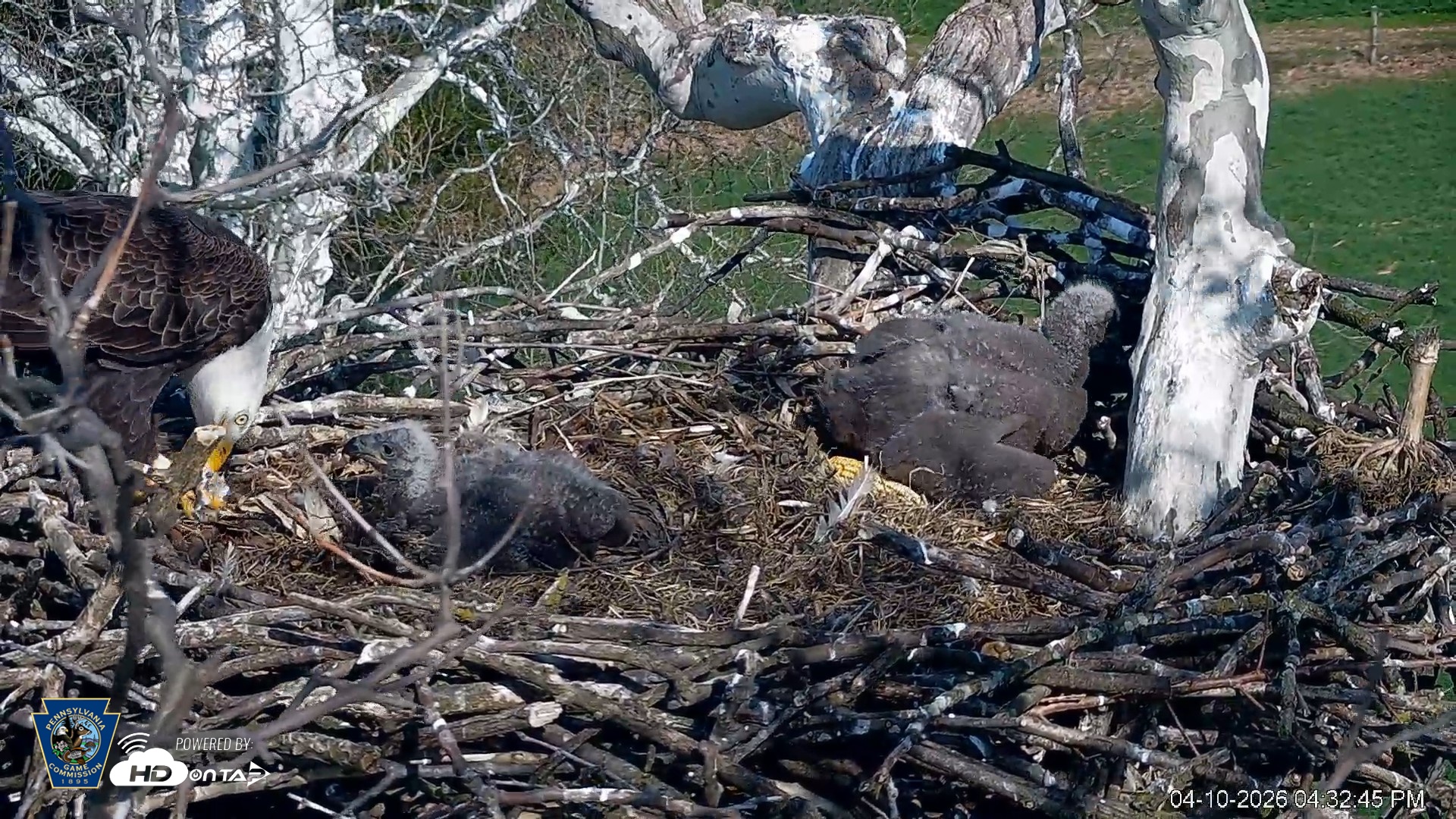 Snapshot of PA Farm Country Eagles Live Cams taken Apr 10, 2026, 4:34pm EDT