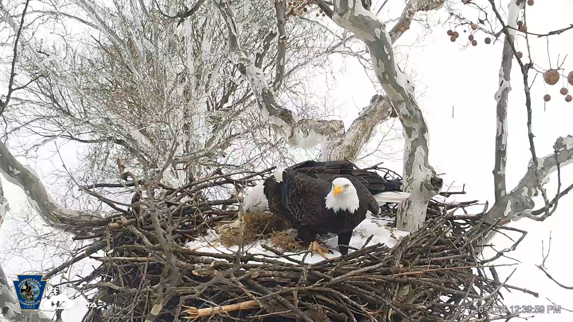 Snapshot of PA Farm Country Eagles Live Cams taken Jan 26, 2026, 12:40pm EST