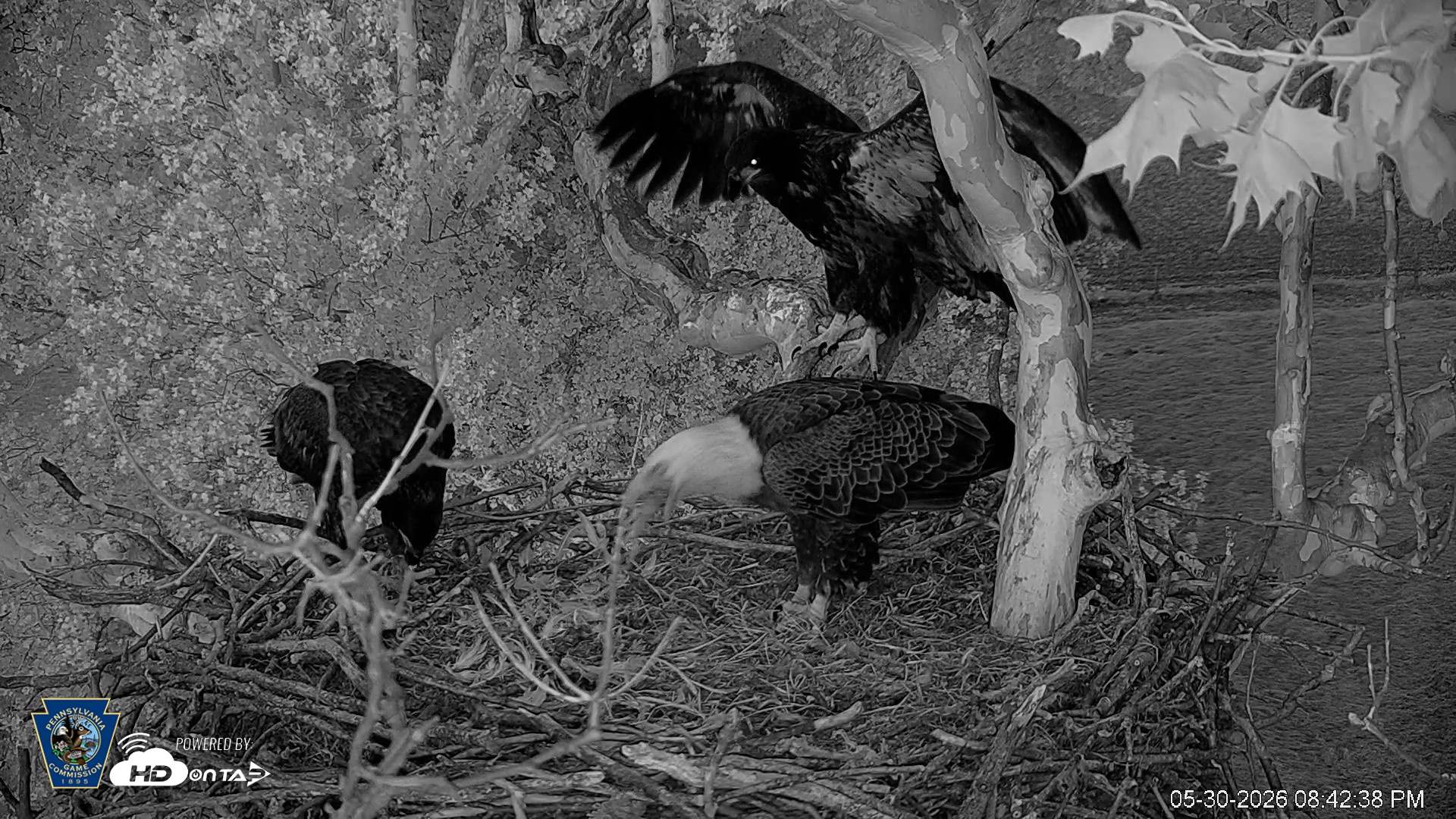 Snapshot of PA Farm Country Eagles Live Cams taken May 30, 2026, 8:43pm EDT